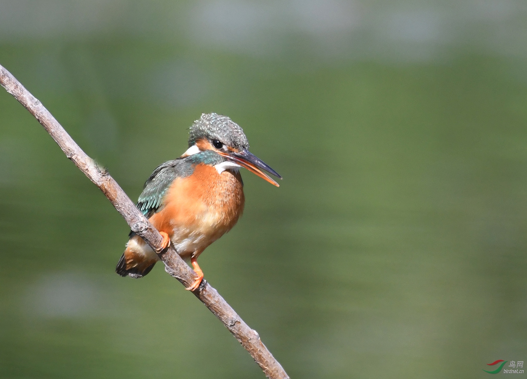 ������Ӱ 6022����.jpg