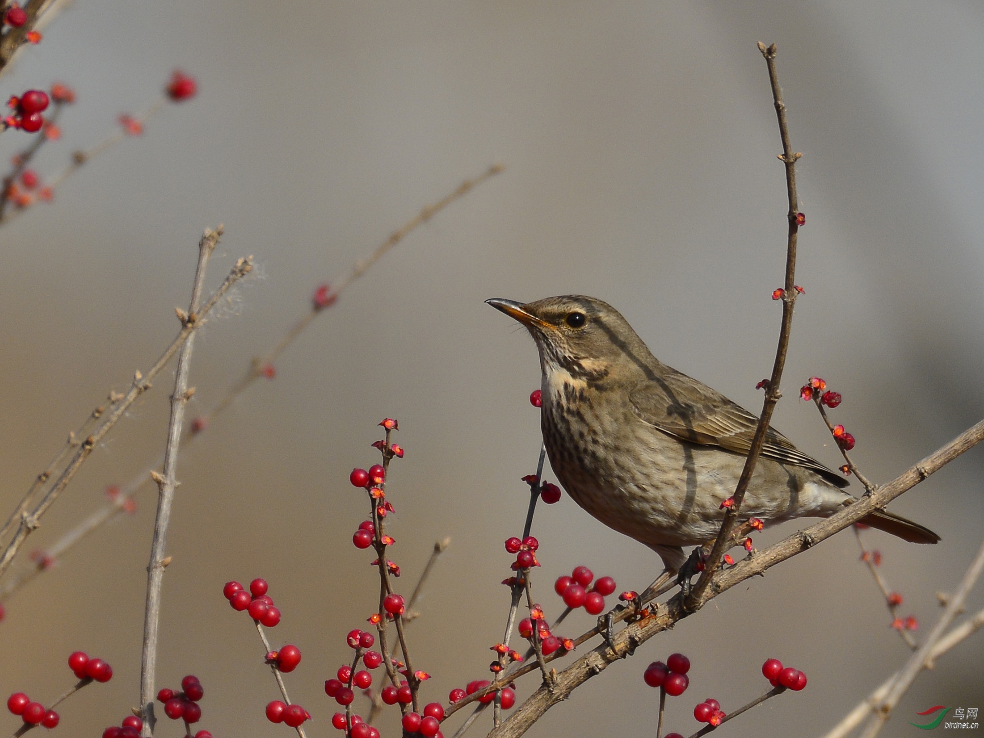 ������Ӱ 513����.jpg