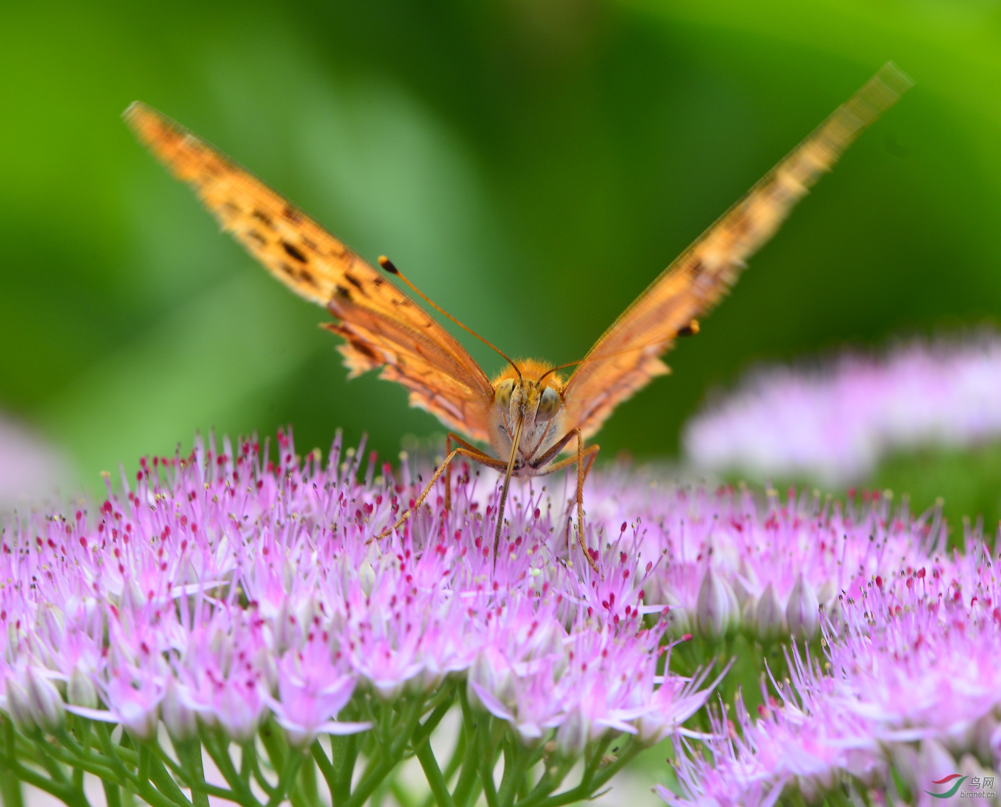 ������Ӱ 310����.jpg