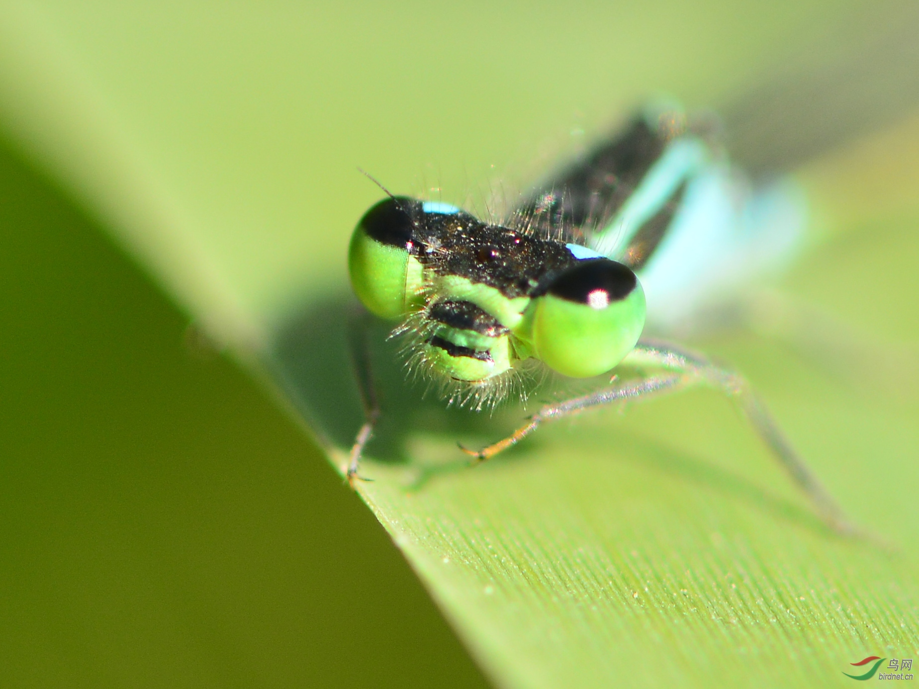 ������Ӱ 968����.jpg