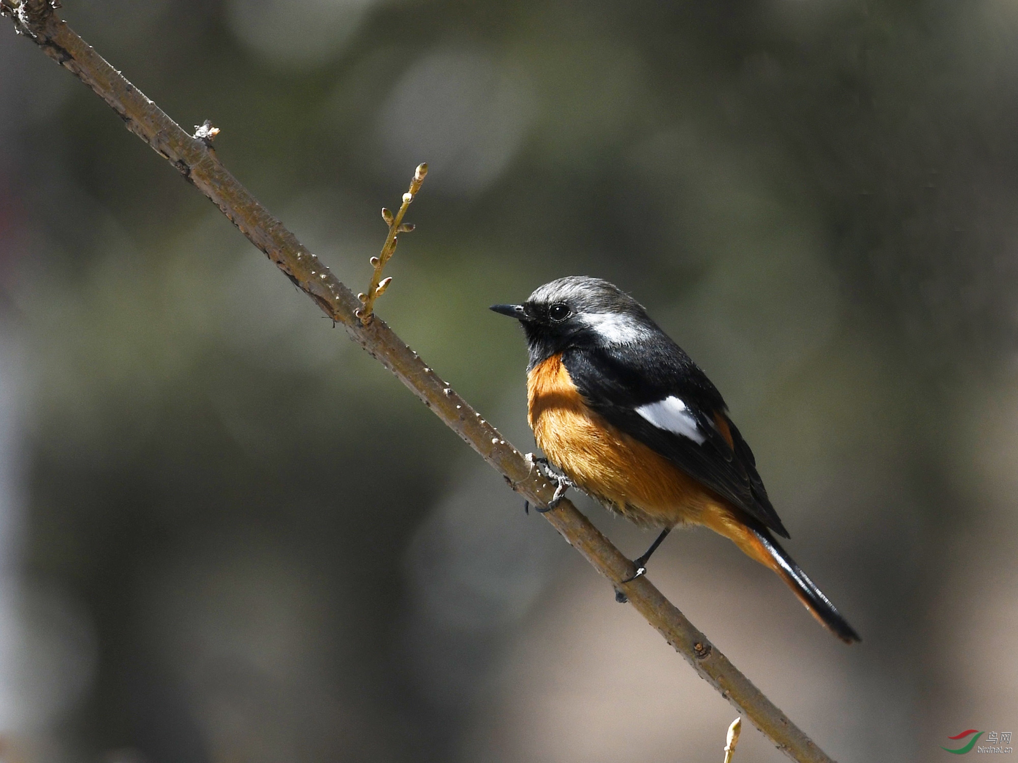 ������Ӱ 195����.jpg