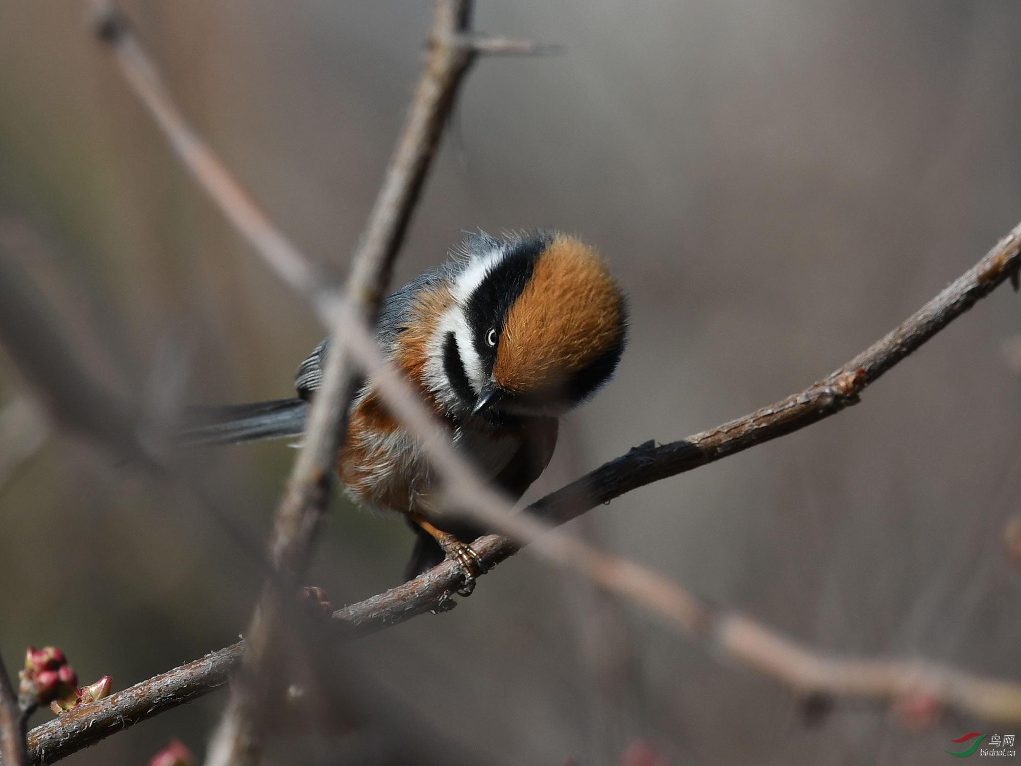 ������Ӱ 1199����.jpg