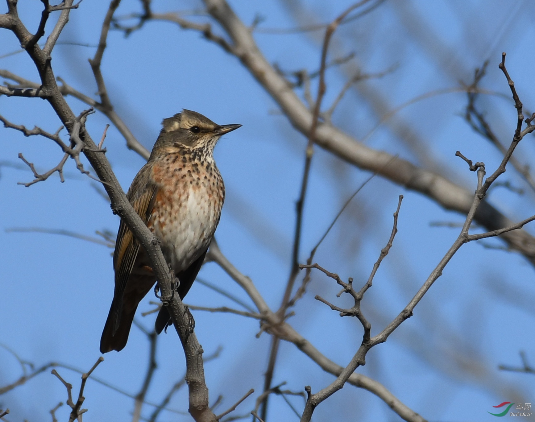 ������Ӱ 236����.jpg