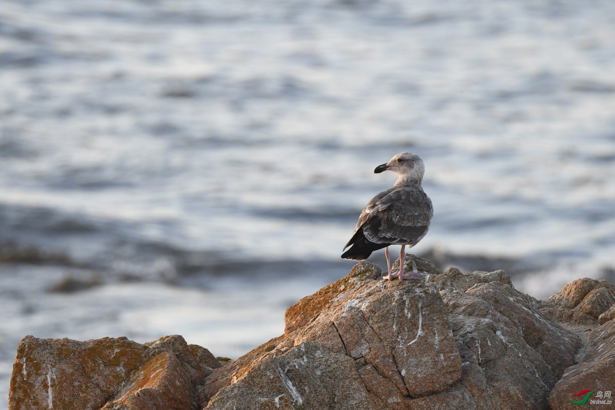 lsn77766 ��ʦ����������.jpg