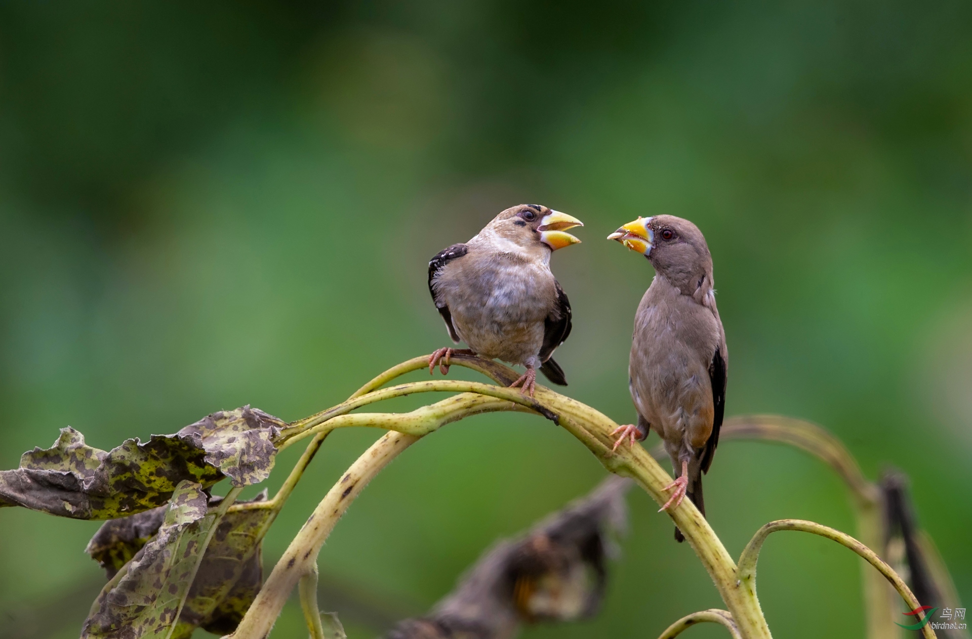 爱的奉献蜡嘴母子