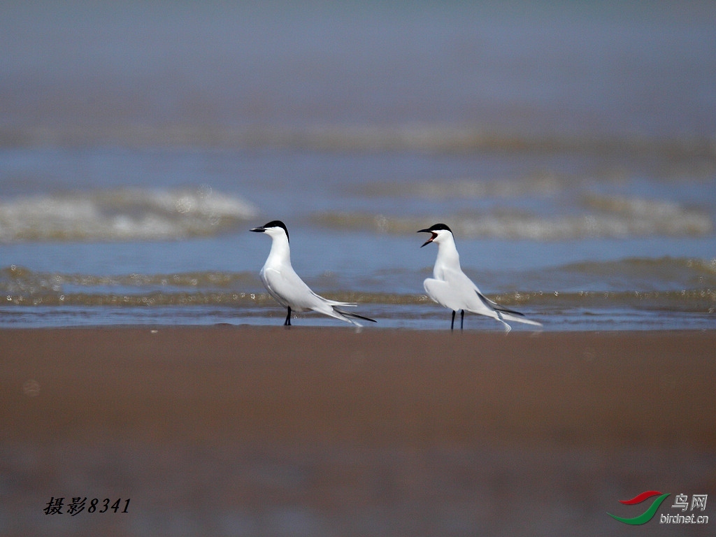 8341 ��ʦ�����ڸ���ʡ������.jpg