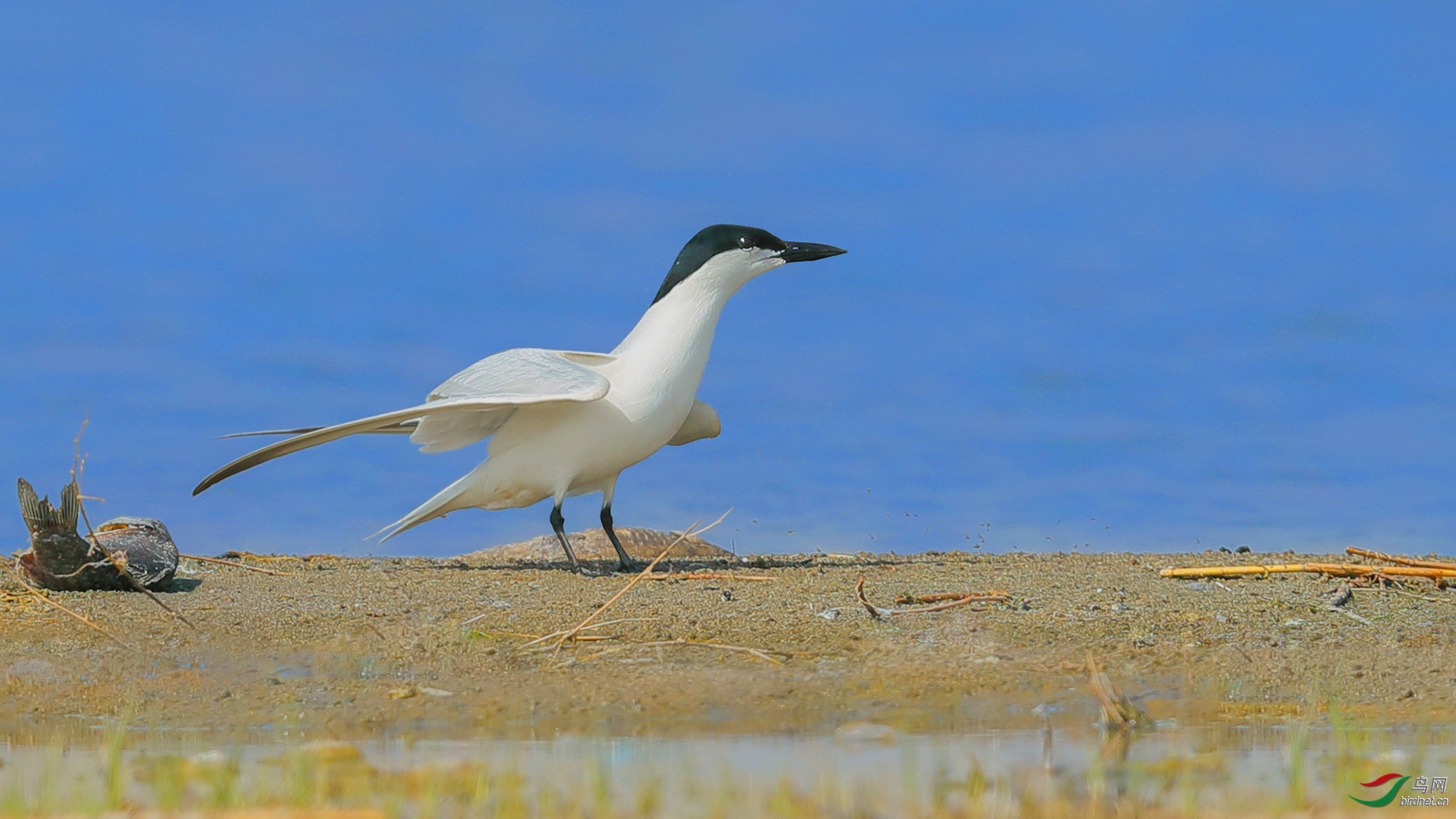 ��ɫͭ�� ��ʦ�����ںӱ�ʡ�żҿ���.jpg