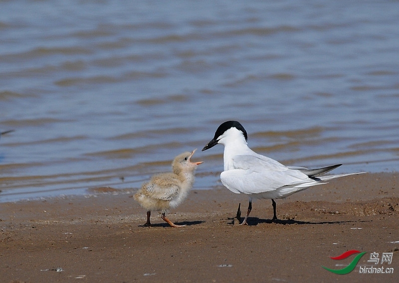 ���� ��ʦ����.jpg