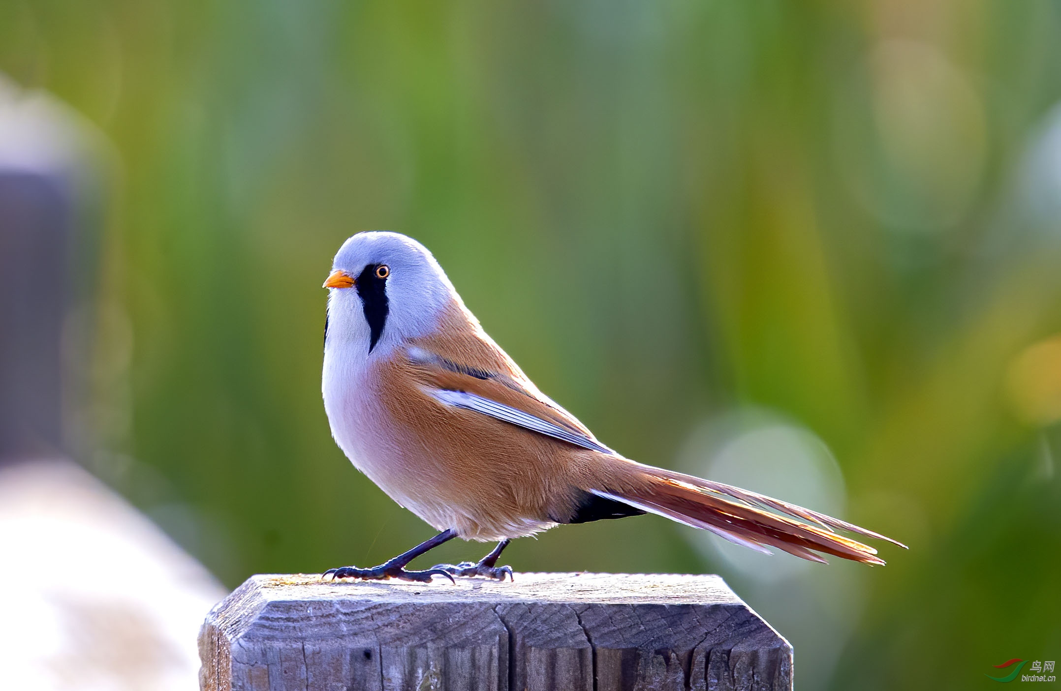 昂首挺胸的文须雀