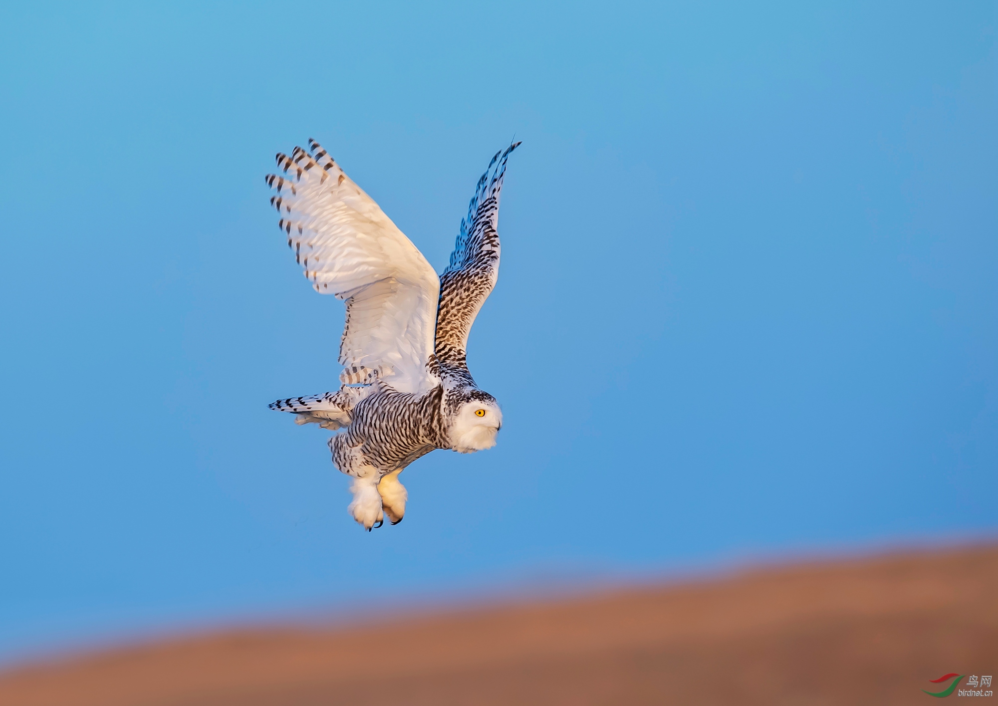 DSC_6465.jpg