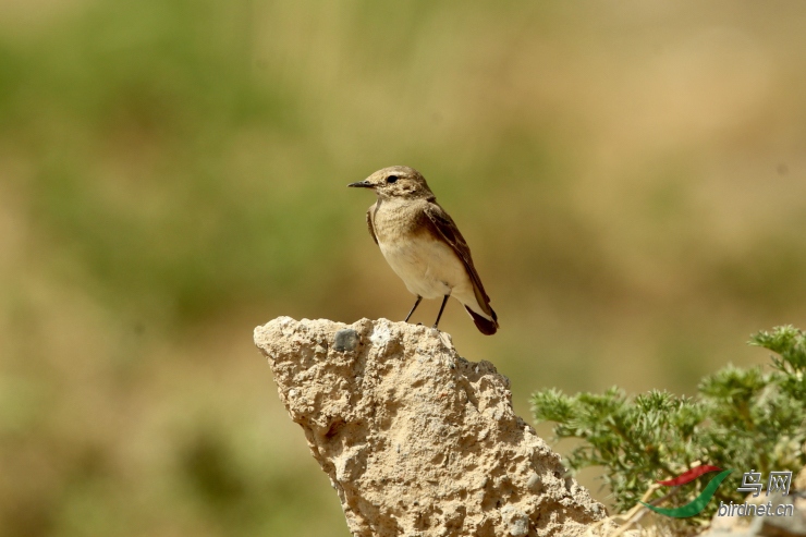 �׶�䳭������