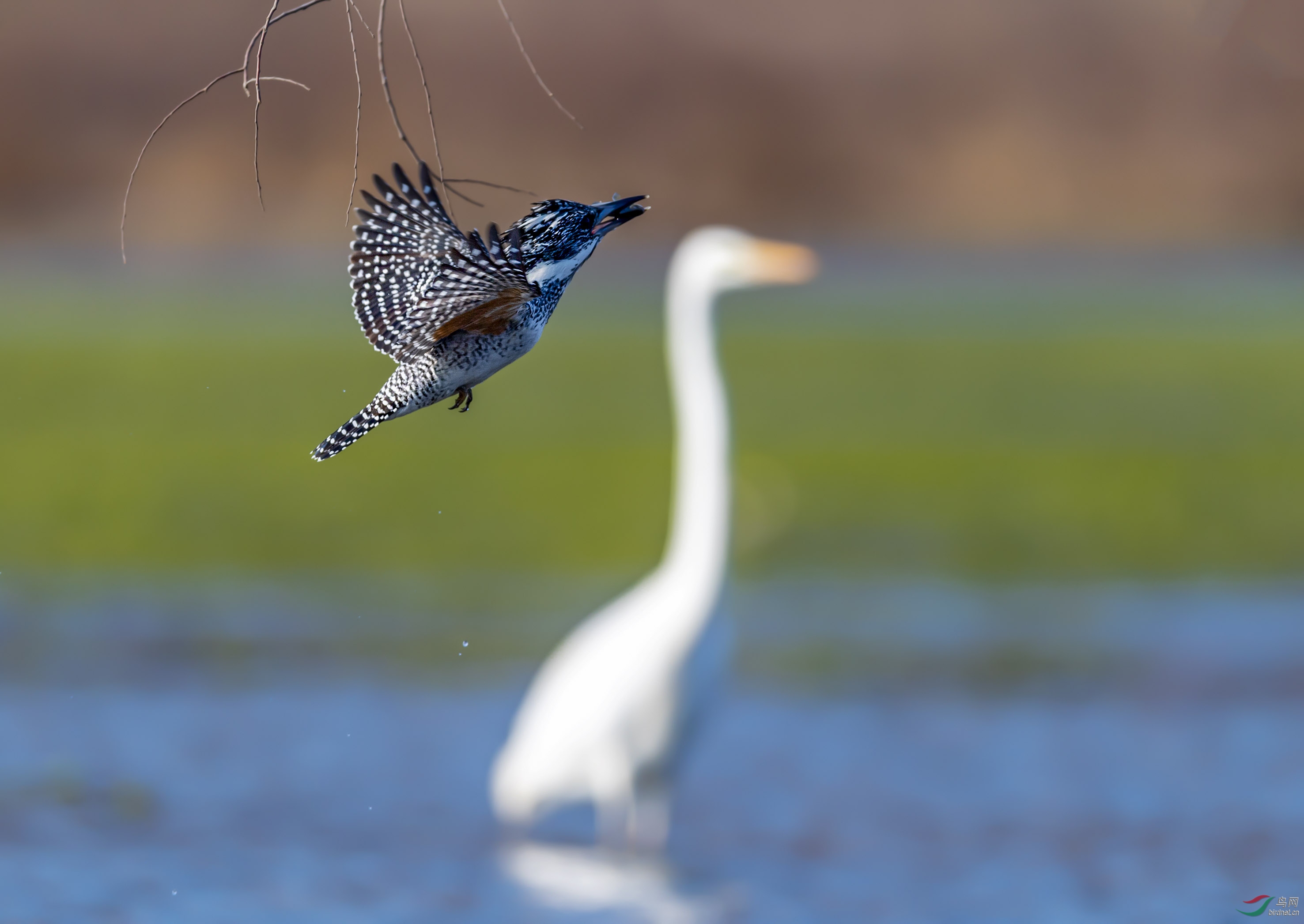 黑与白,远与近,实与虚的对比.