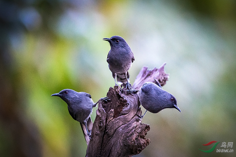 ���������ϰٻ��롣