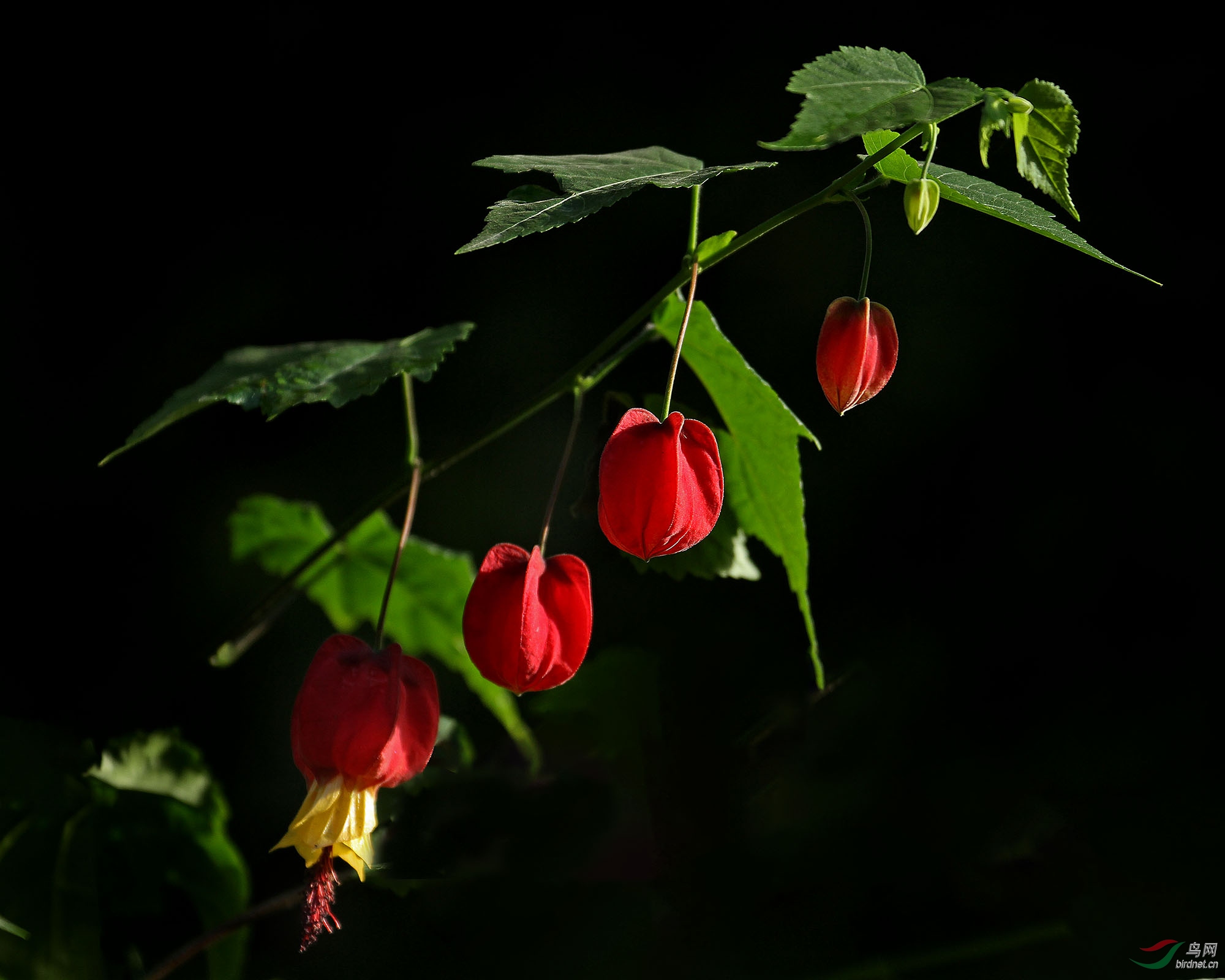 植物园红萼苘麻又名巴西宫灯花分享
