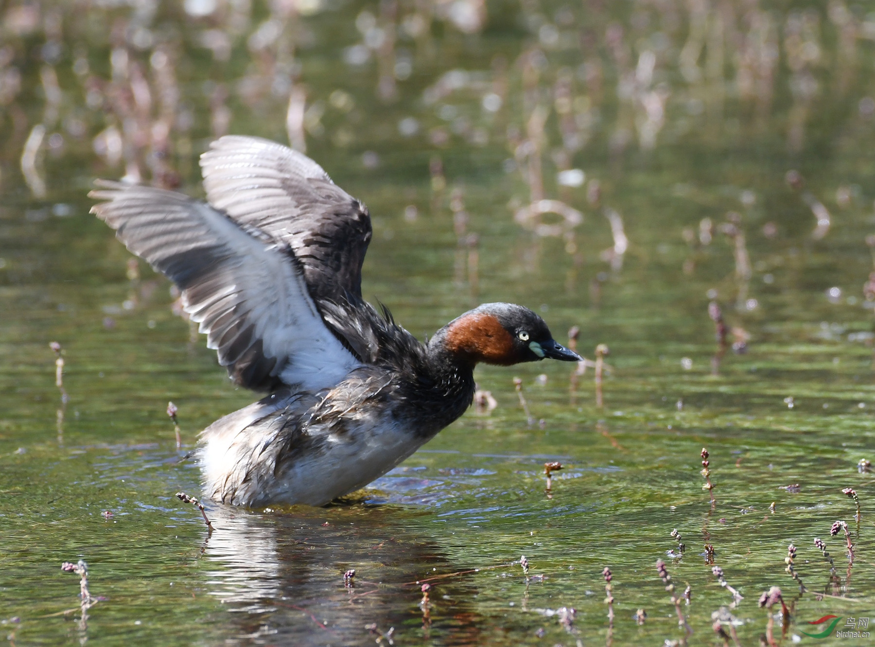 ������Ӱ 1861����.jpg