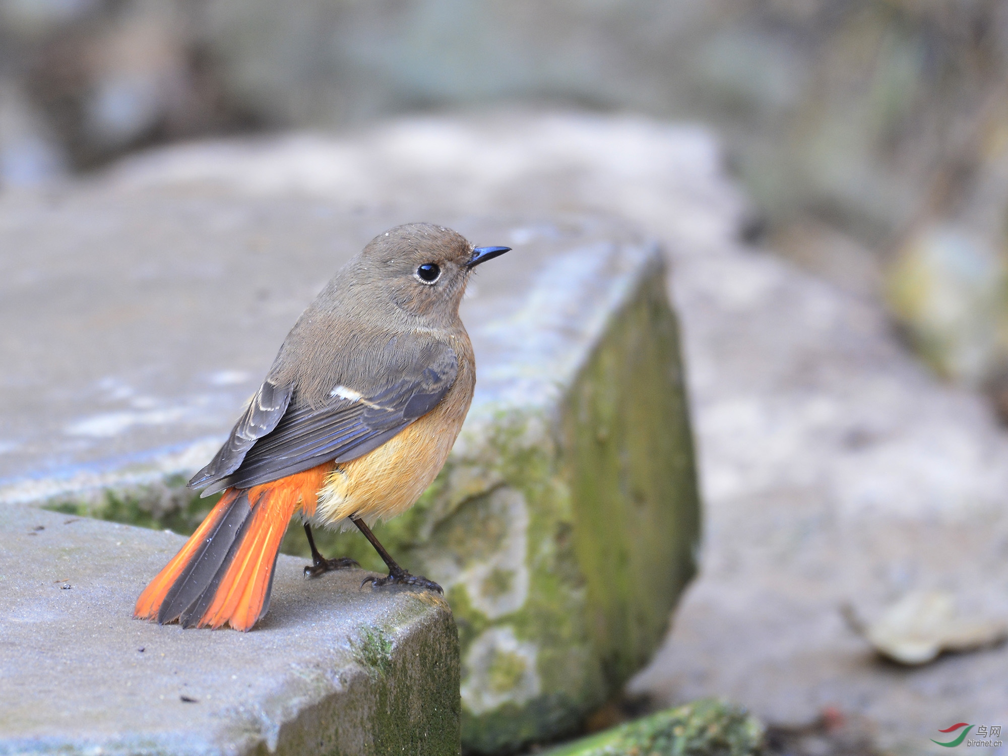 ������Ӱ 642����.jpg