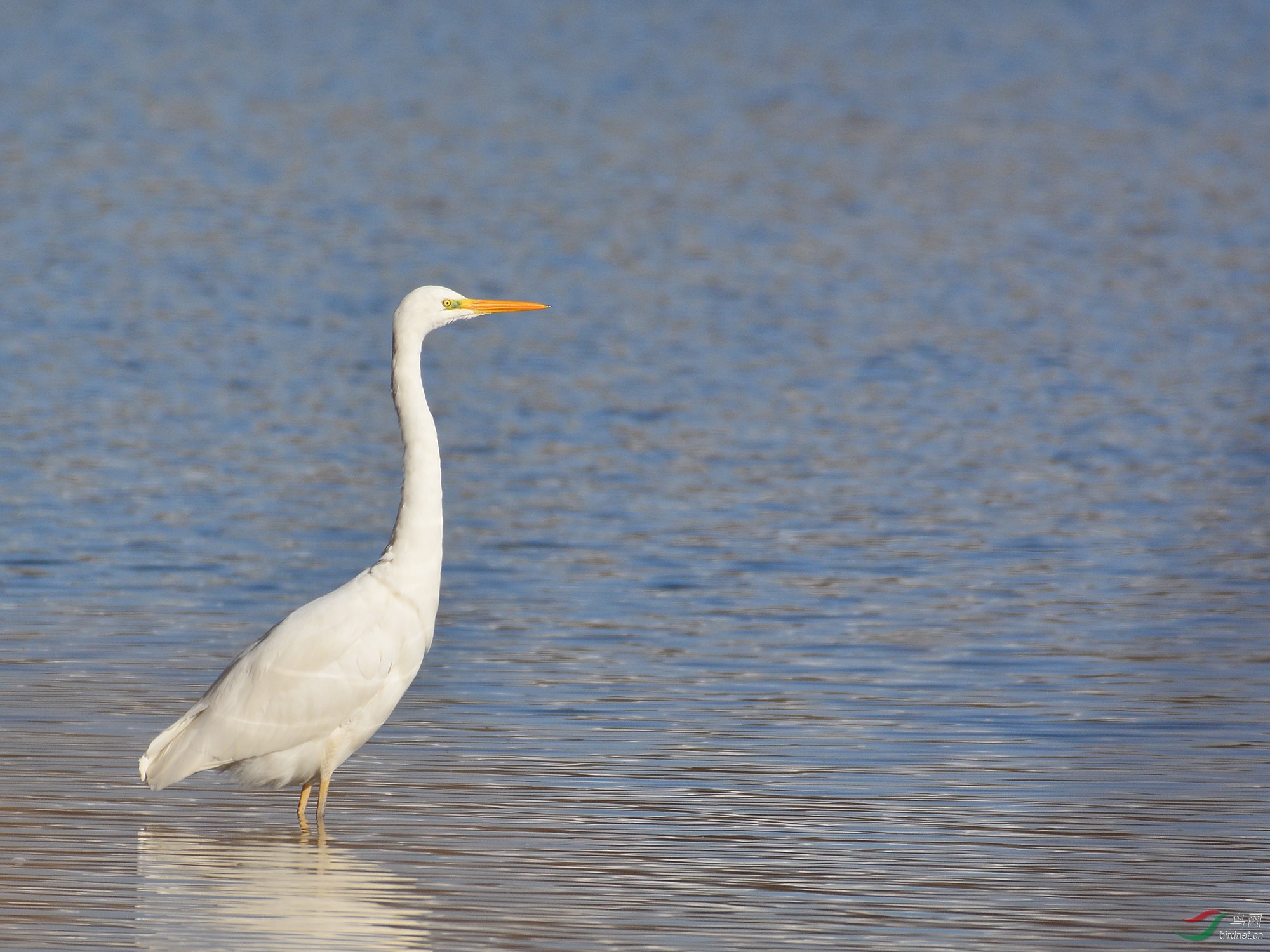 ������Ӱ 2229����.jpg