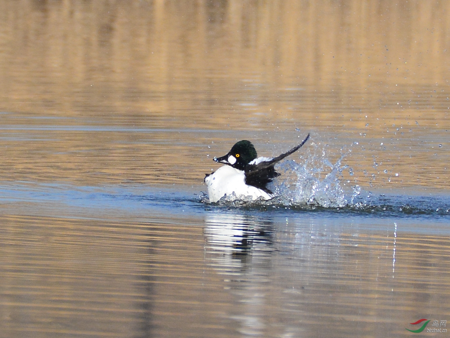 ������Ӱ 926����.jpg