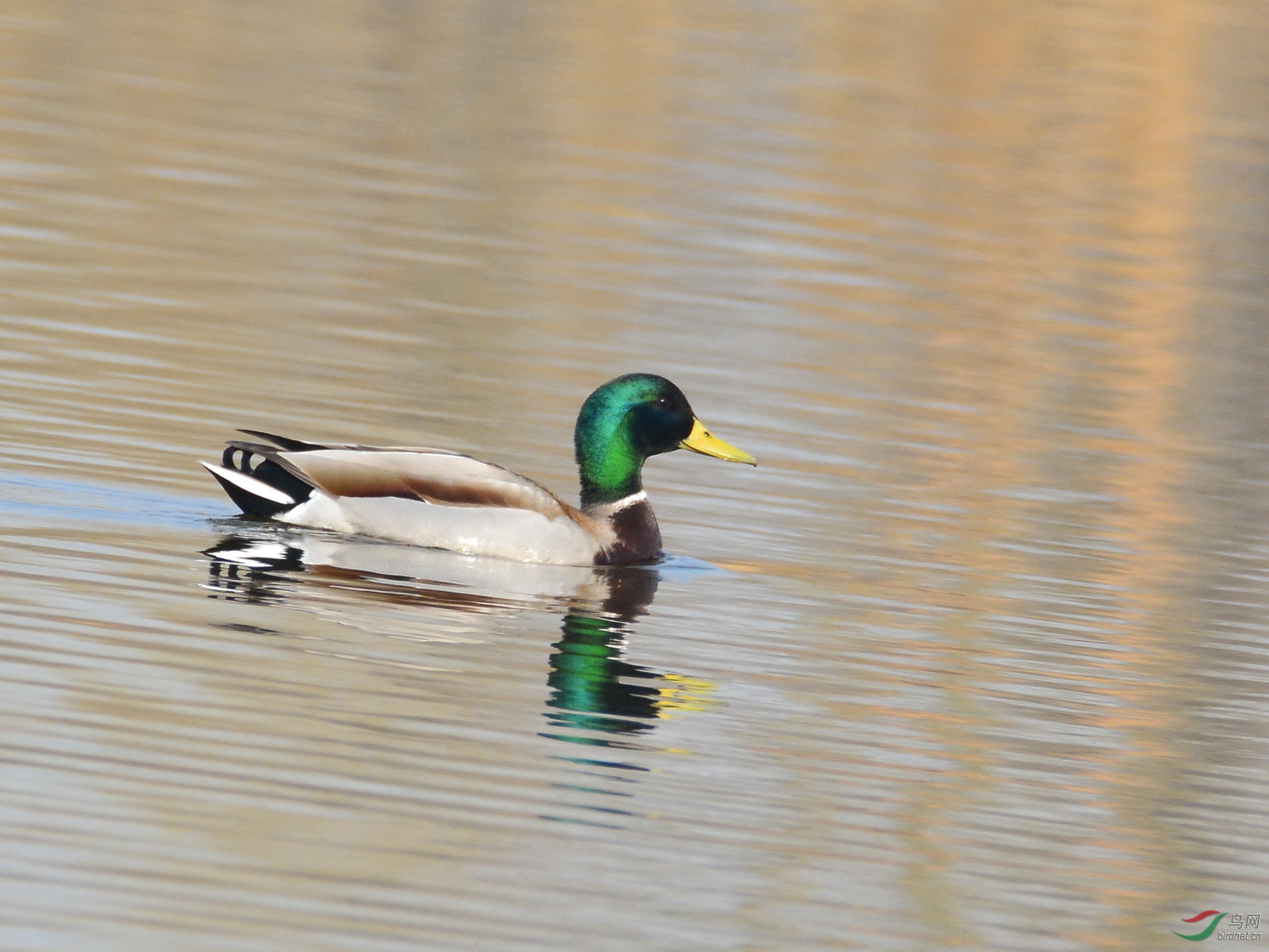 ������Ӱ 2952����.jpg