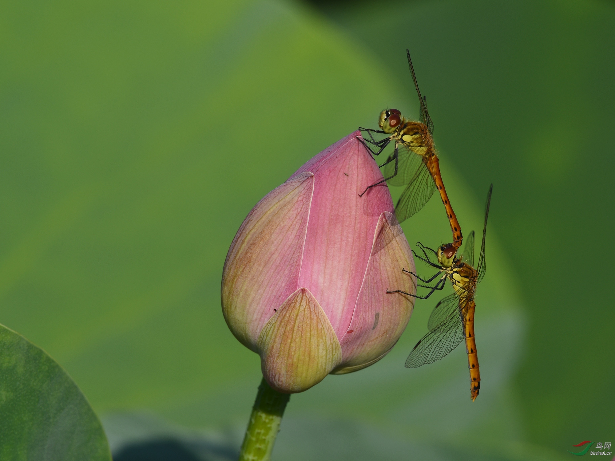 ������Ӱ 470����.jpg