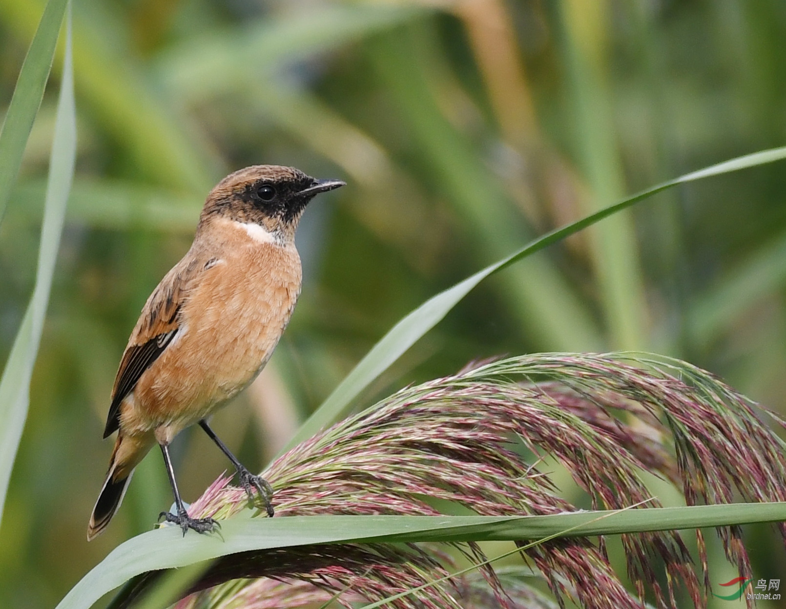 ������Ӱ 1689����.jpg