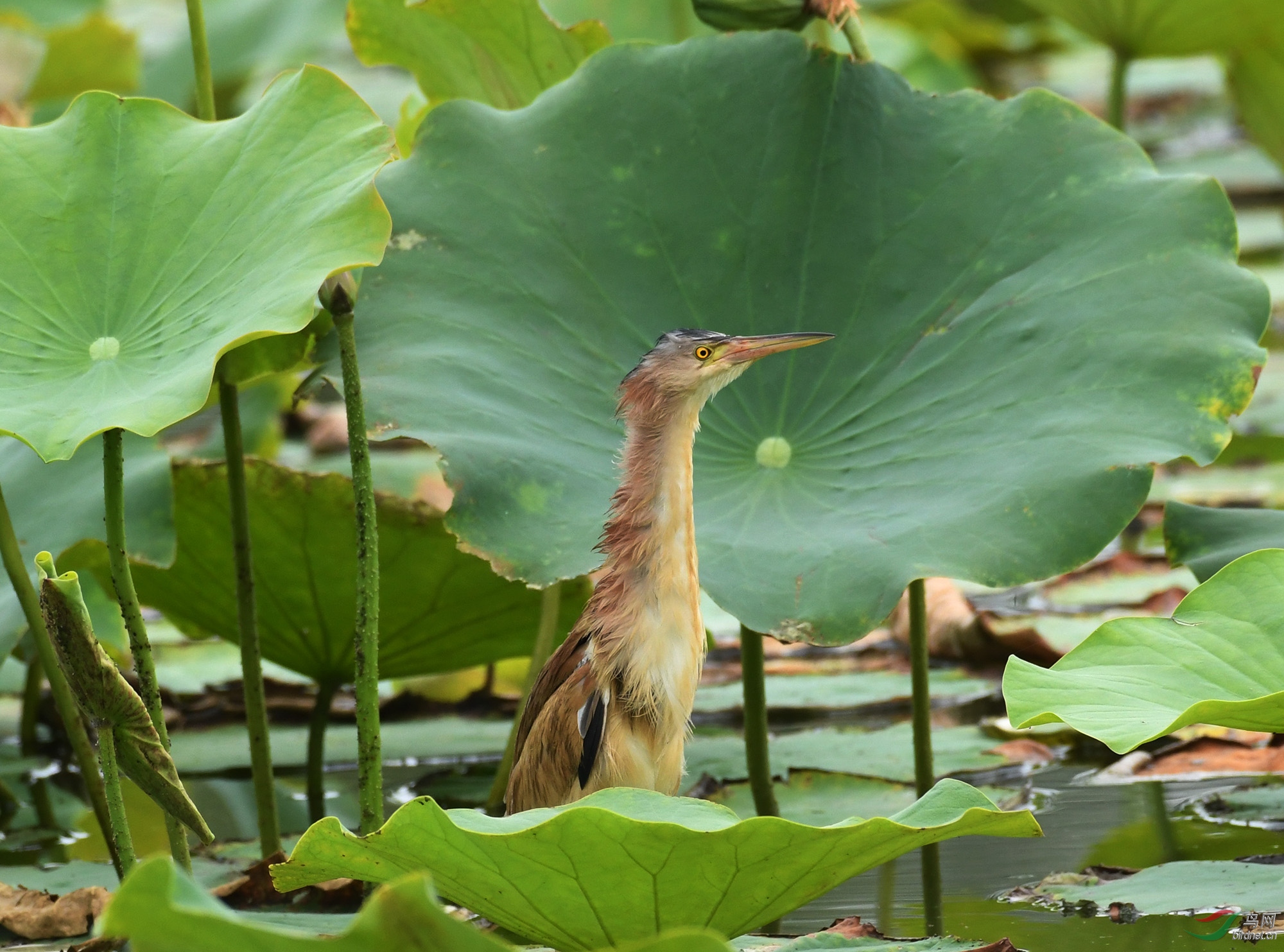 ������Ӱ 295����.jpg