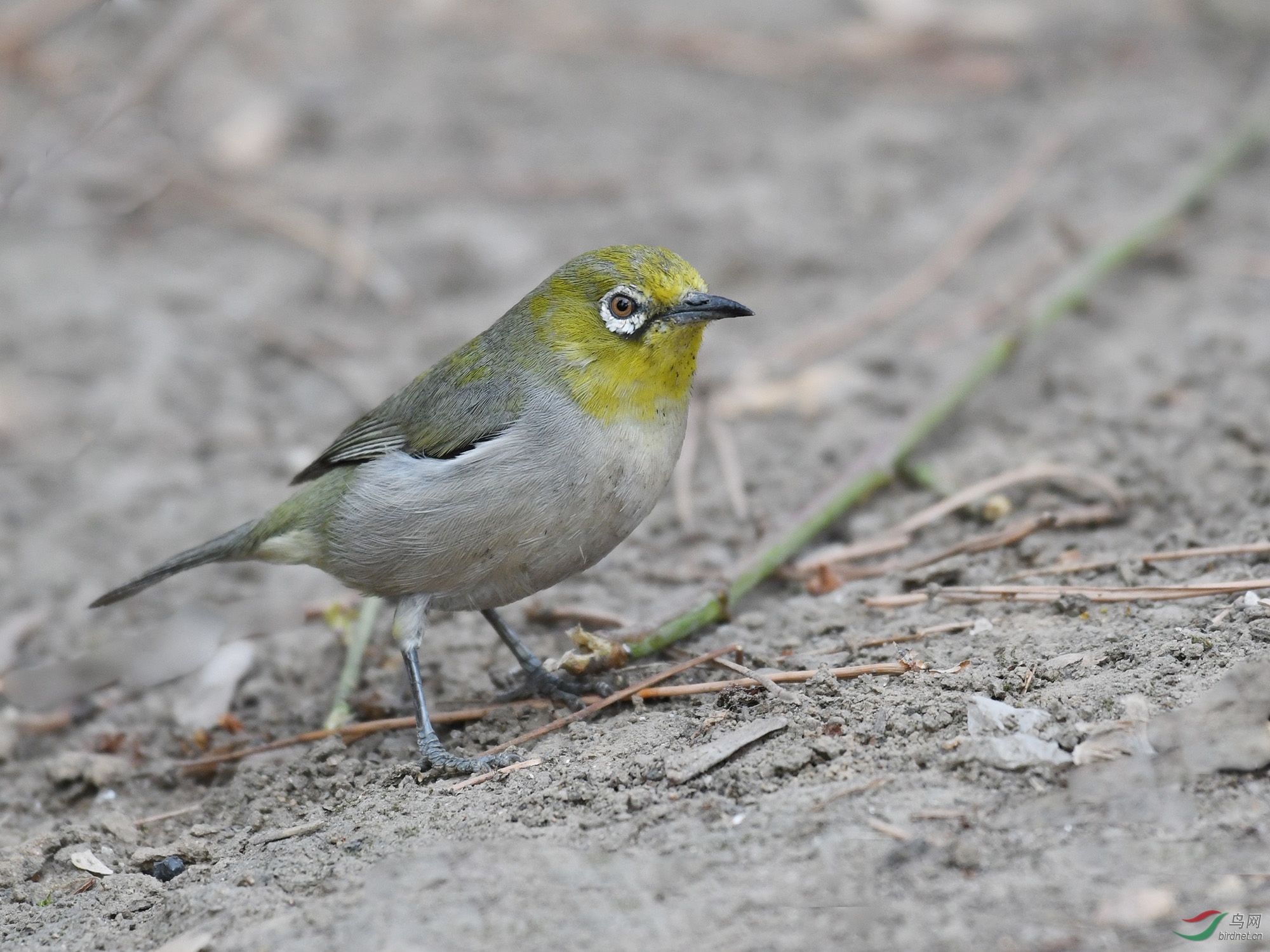 ������Ӱ 753����.jpg