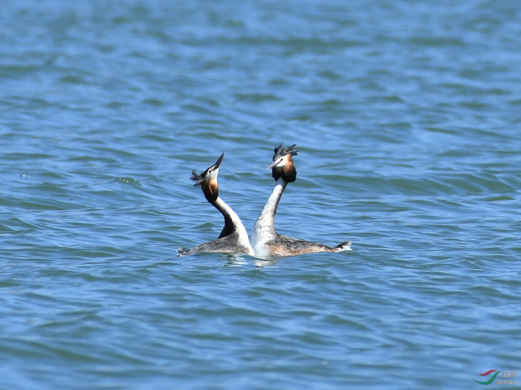 ������Ӱ 096����.jpg