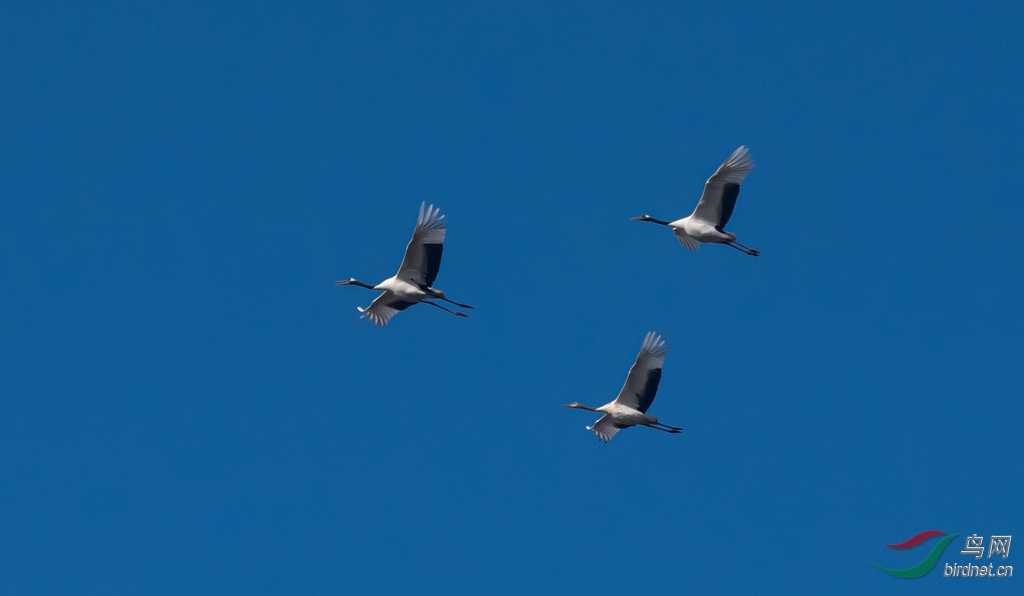 DSC_3203-0.jpg