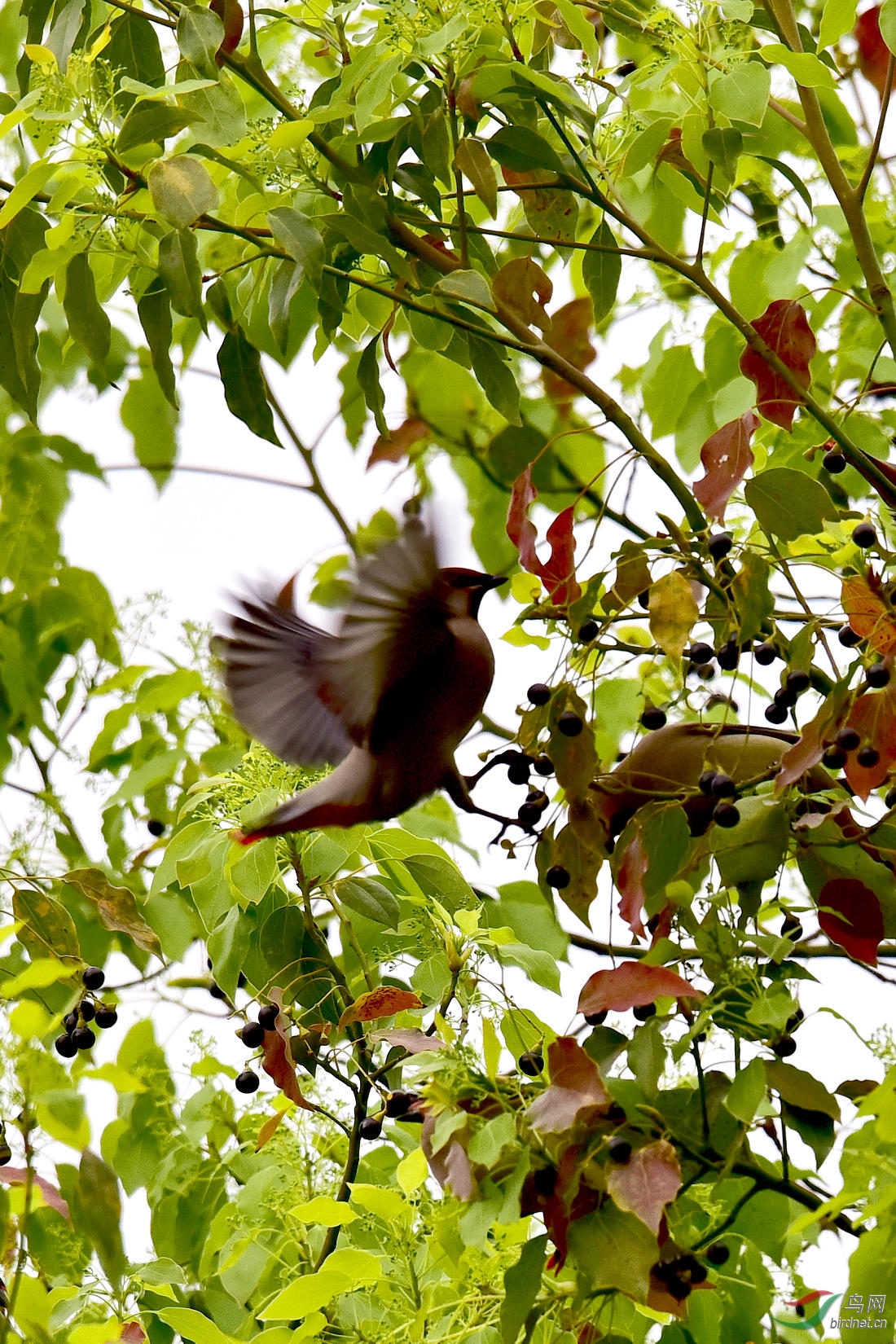DSC_1184.JPG
