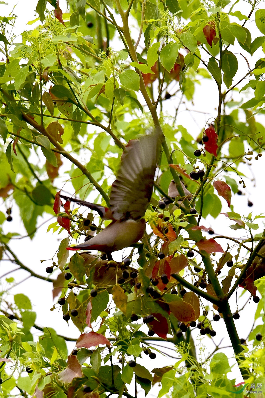 DSC_1186.JPG