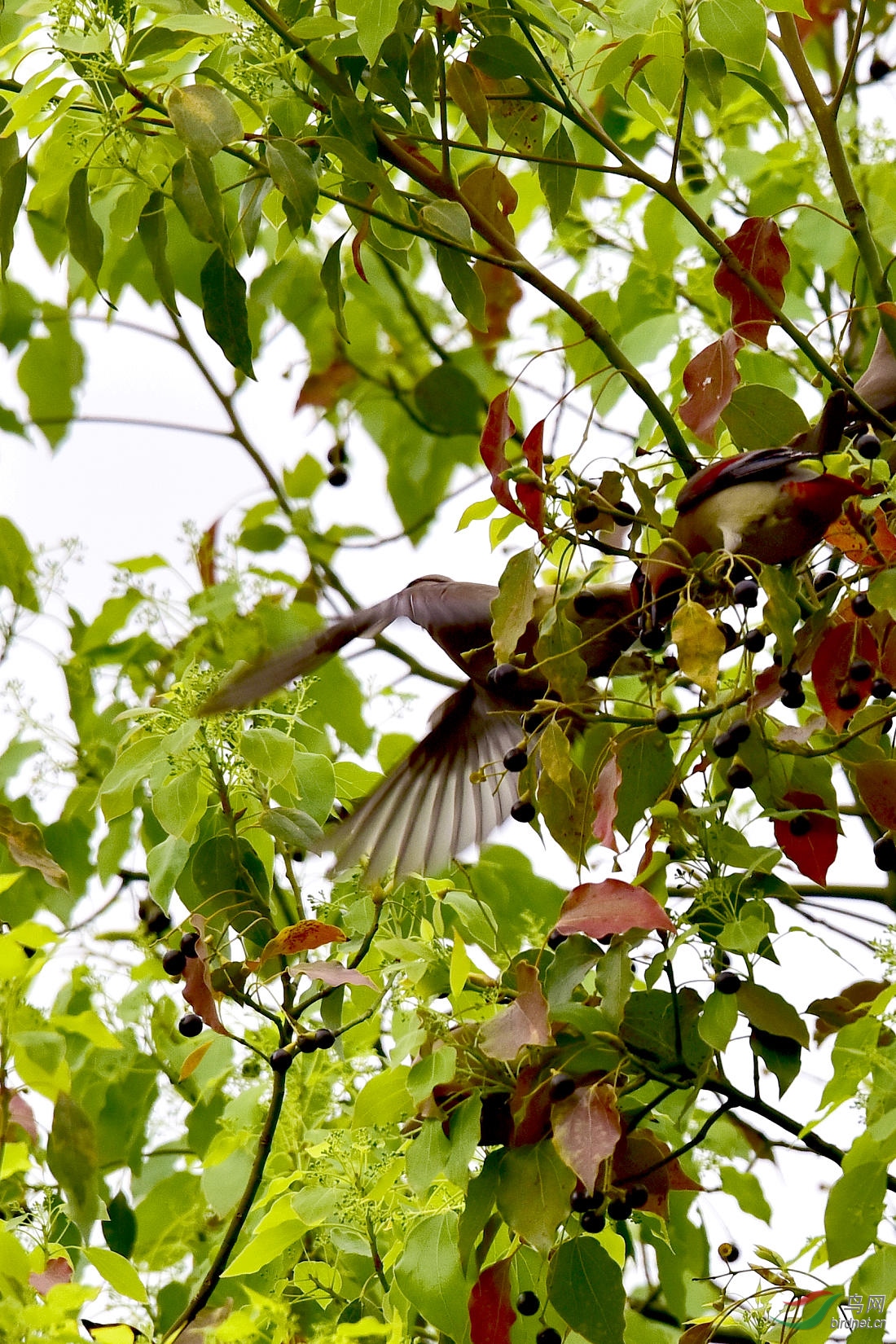 DSC_1187.JPG