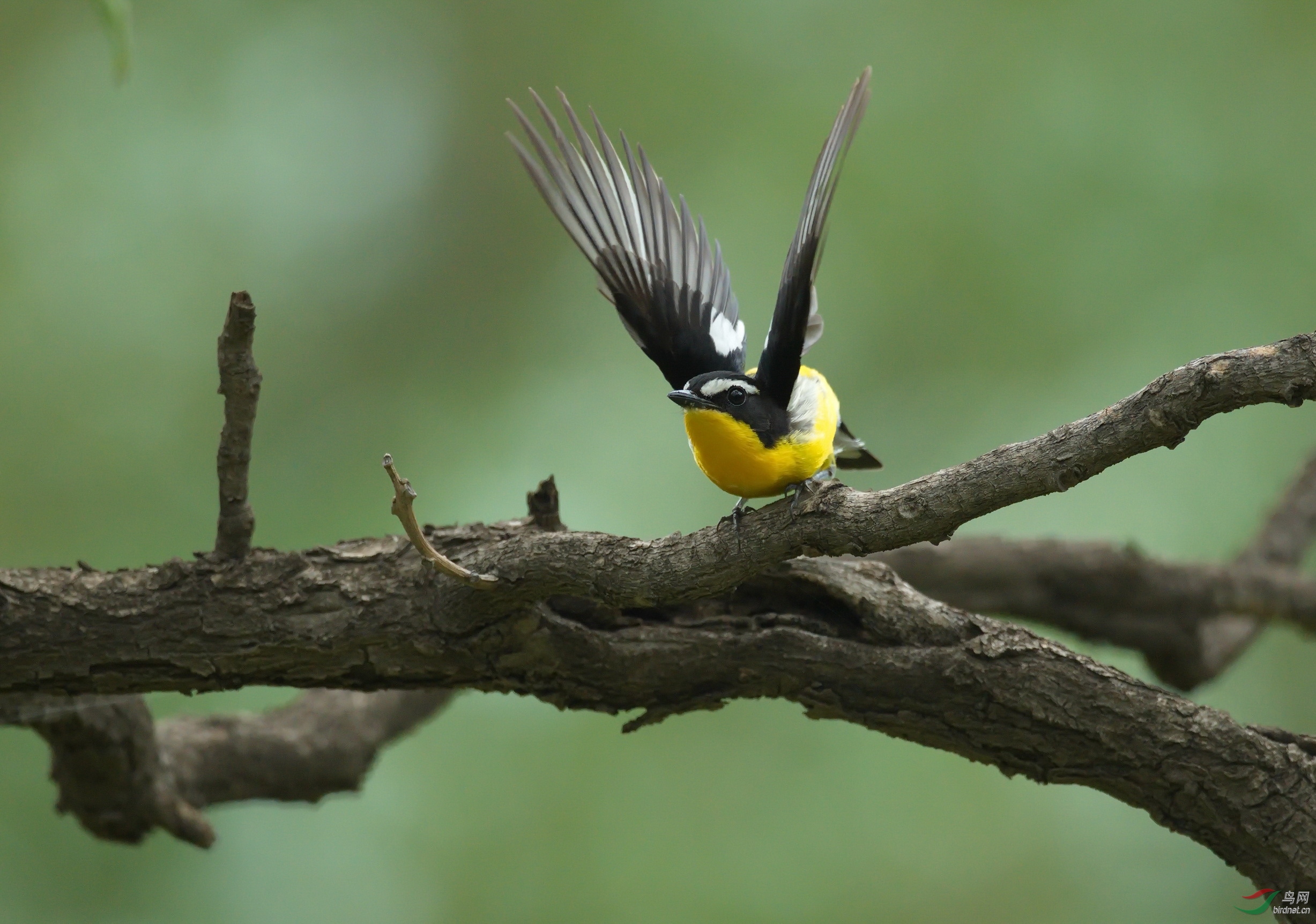 DSC_7304-1.jpg