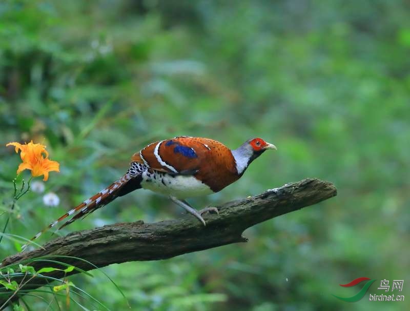 mmexport1604059573898.jpg