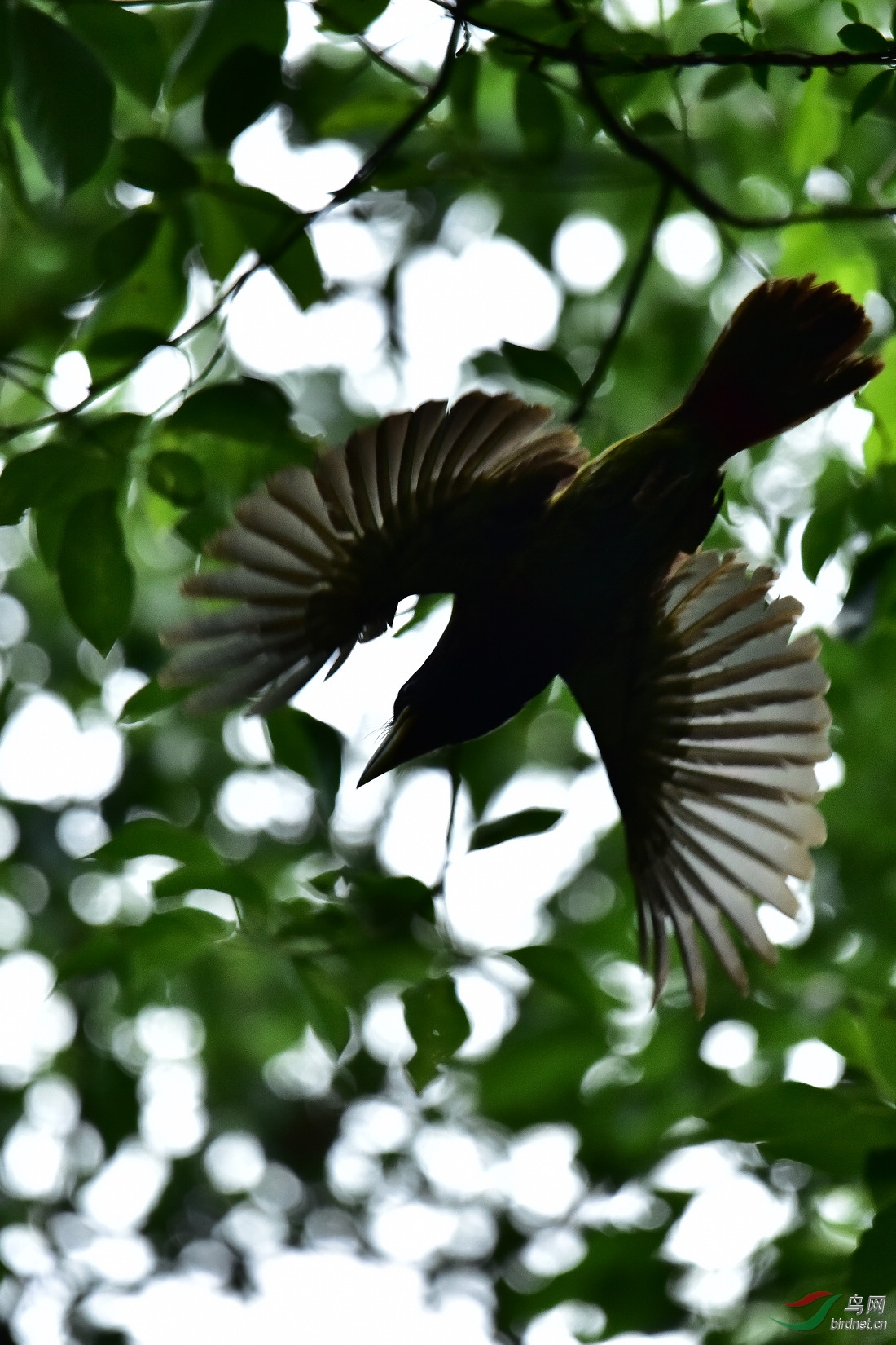 DSC_0132.JPG