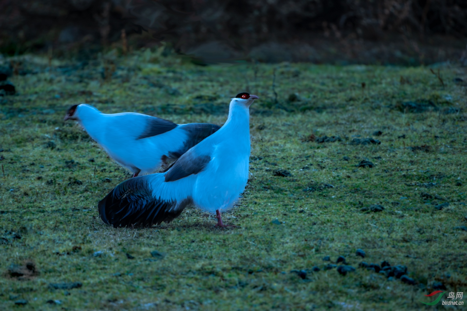 _DSC4340.jpg1.jpg