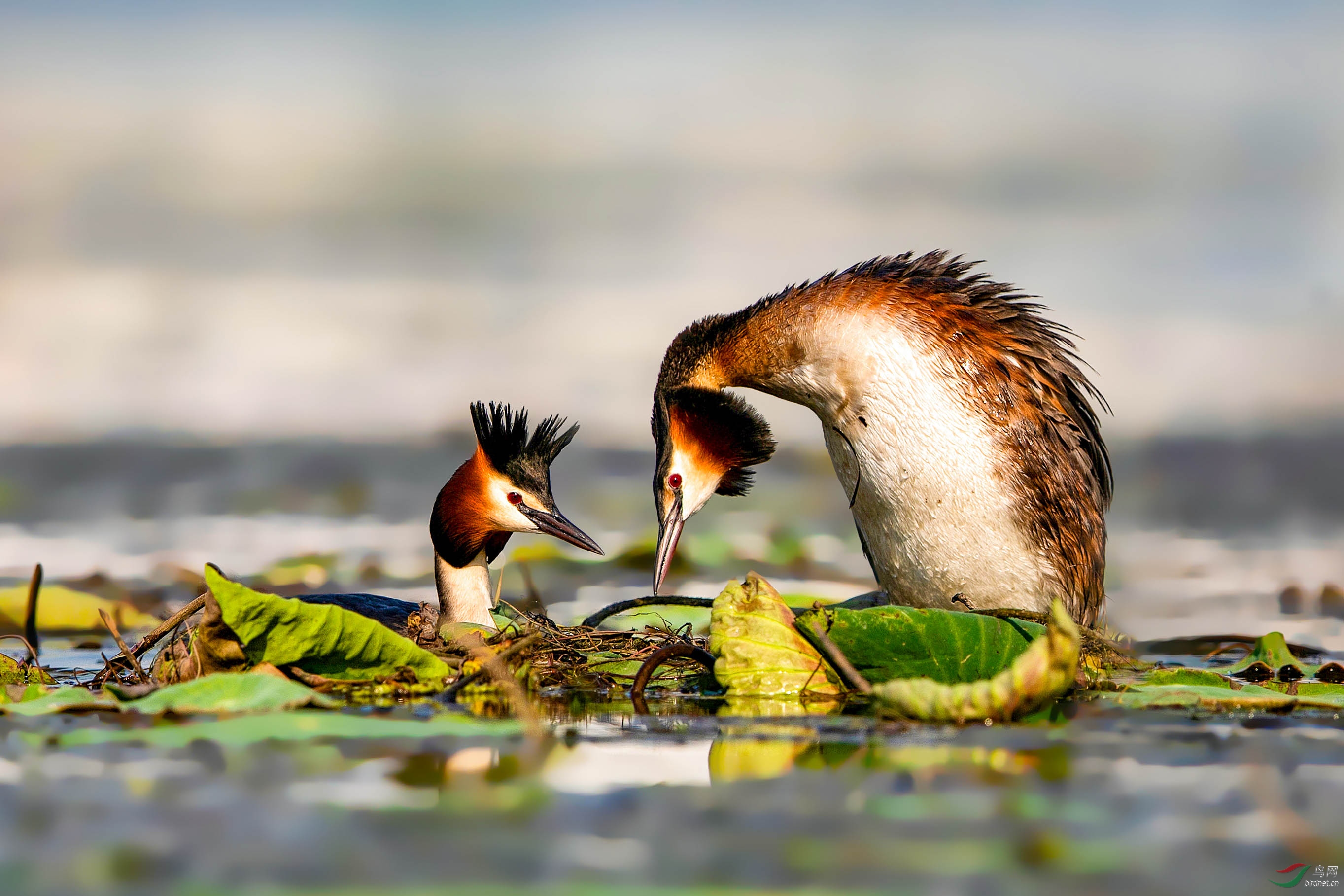 热恋中的凤头鸊鷉