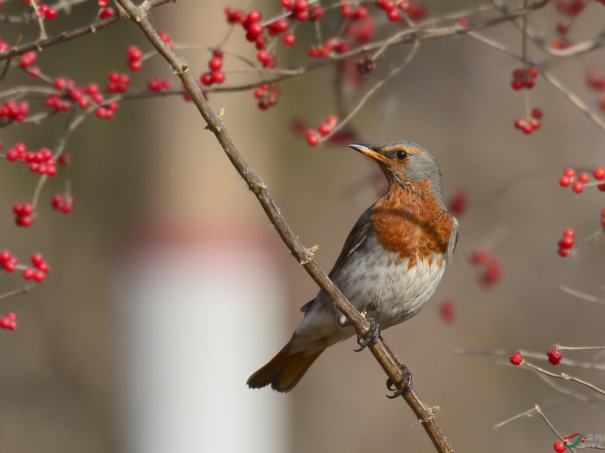 ������Ӱ 627����.jpg