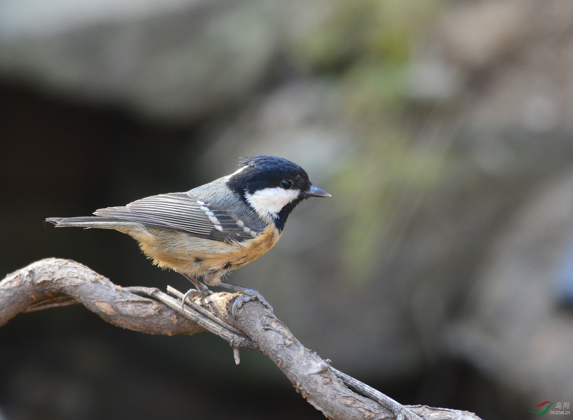 ������Ӱ 1944����.jpg