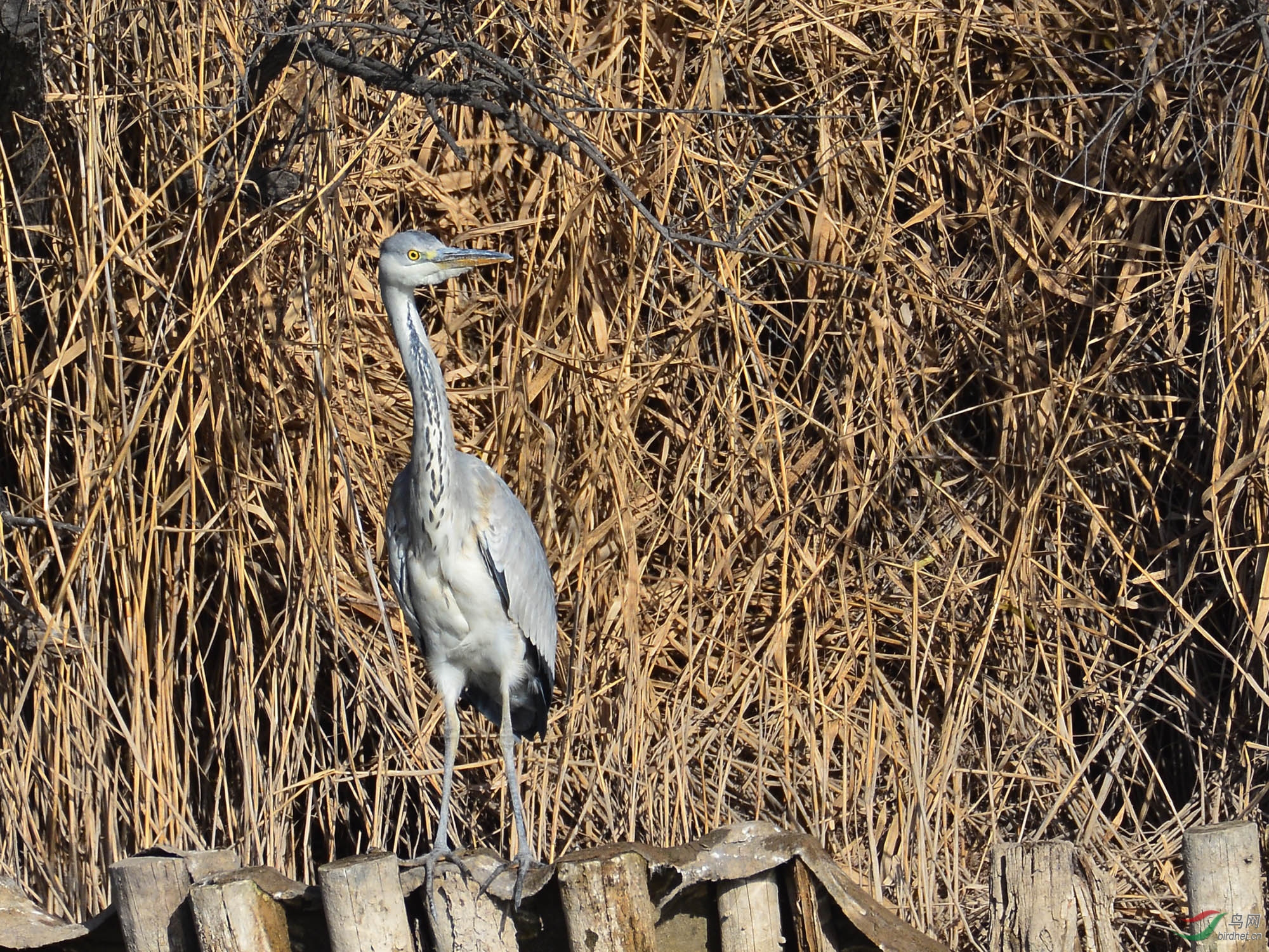 ������Ӱ 2386����.jpg