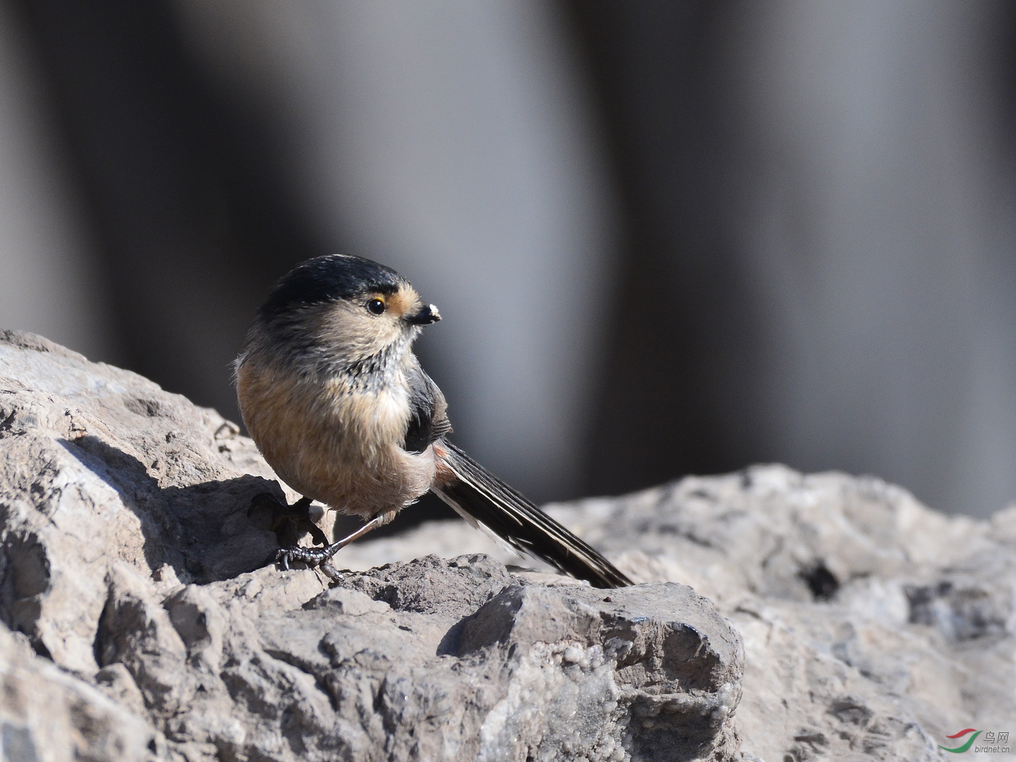 ������Ӱ 1873����.jpg