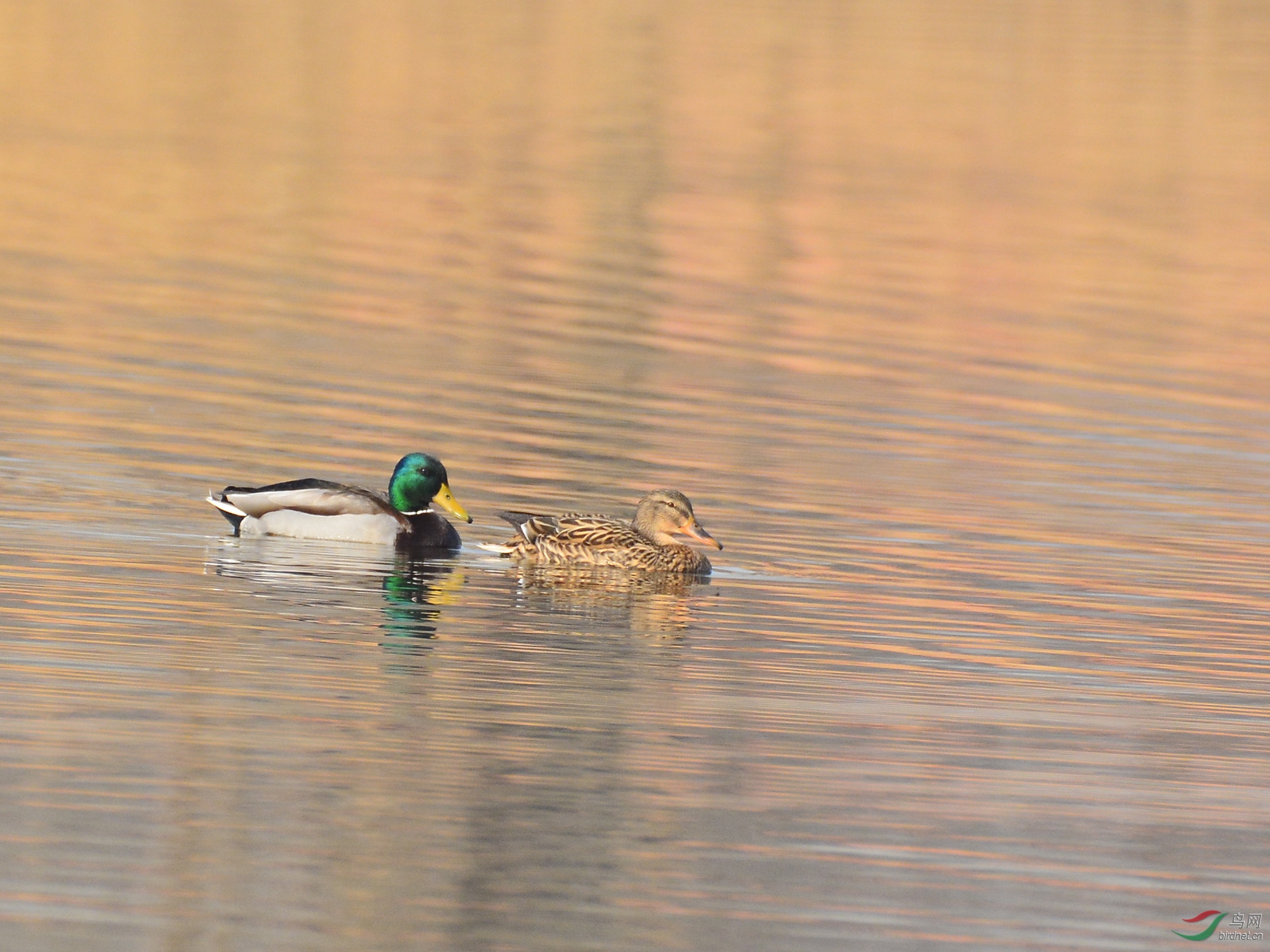 ������Ӱ 2973����.jpg