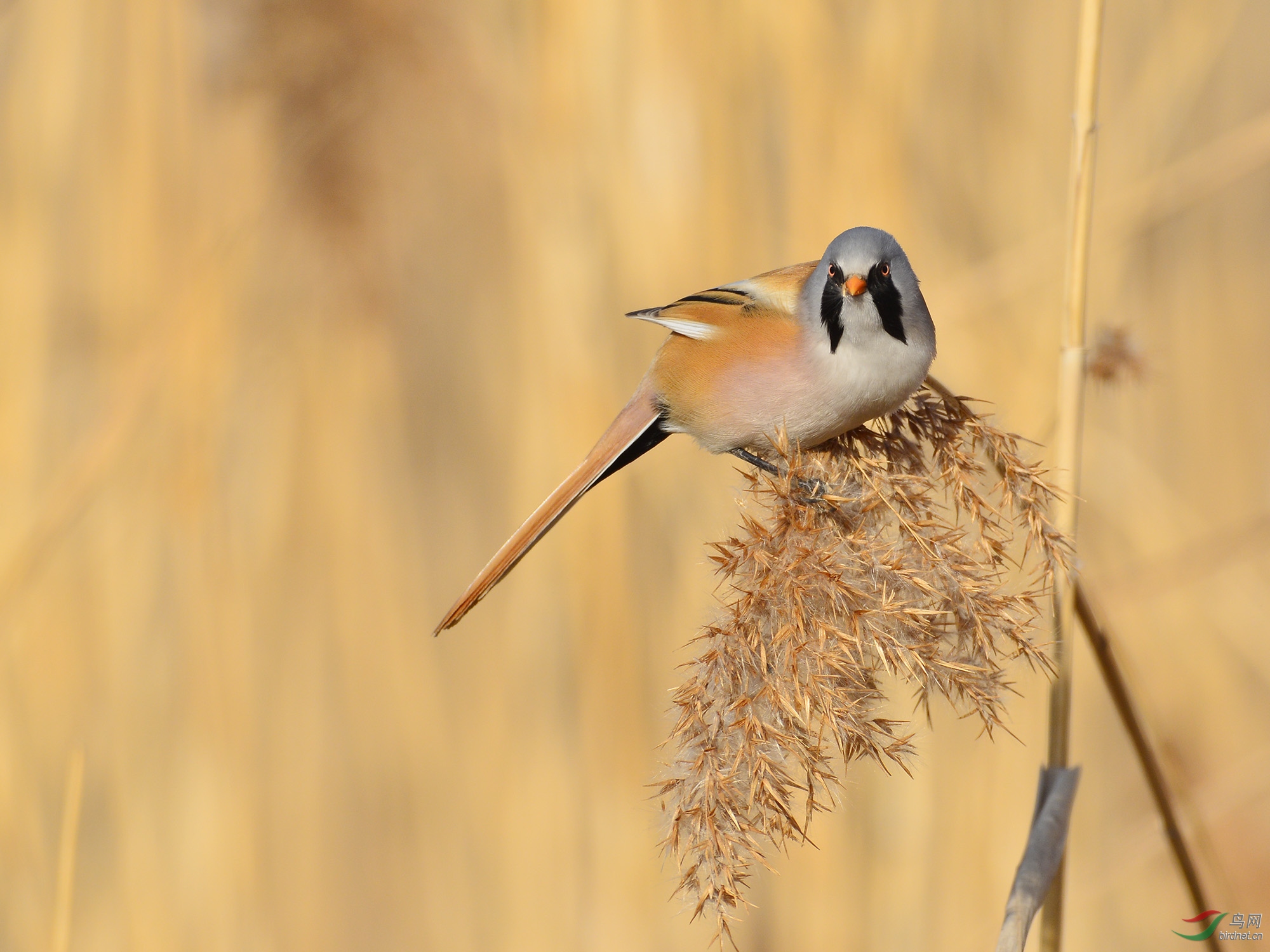 ������Ӱ 926����.jpg