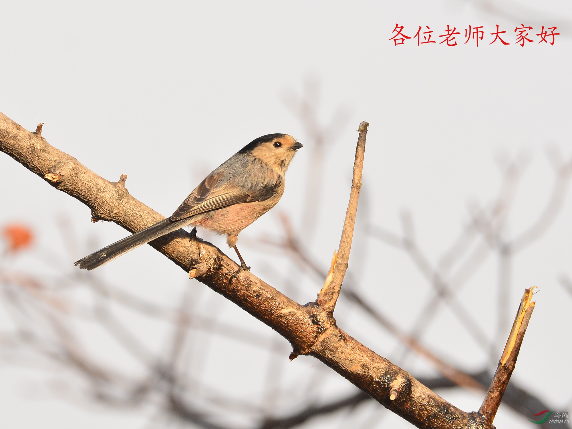 ������Ӱ 1904����.jpg