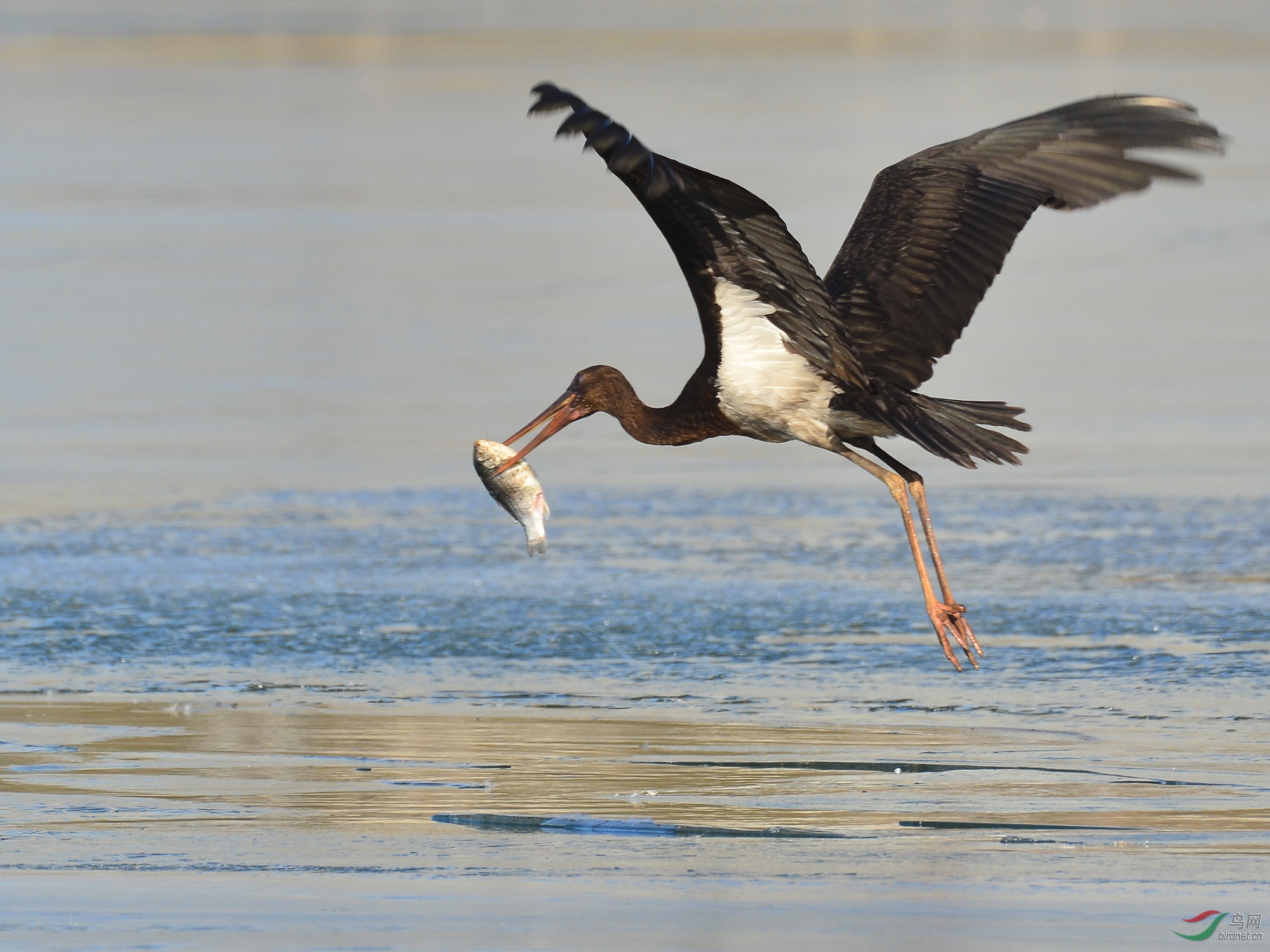 ������Ӱ 3833����.jpg