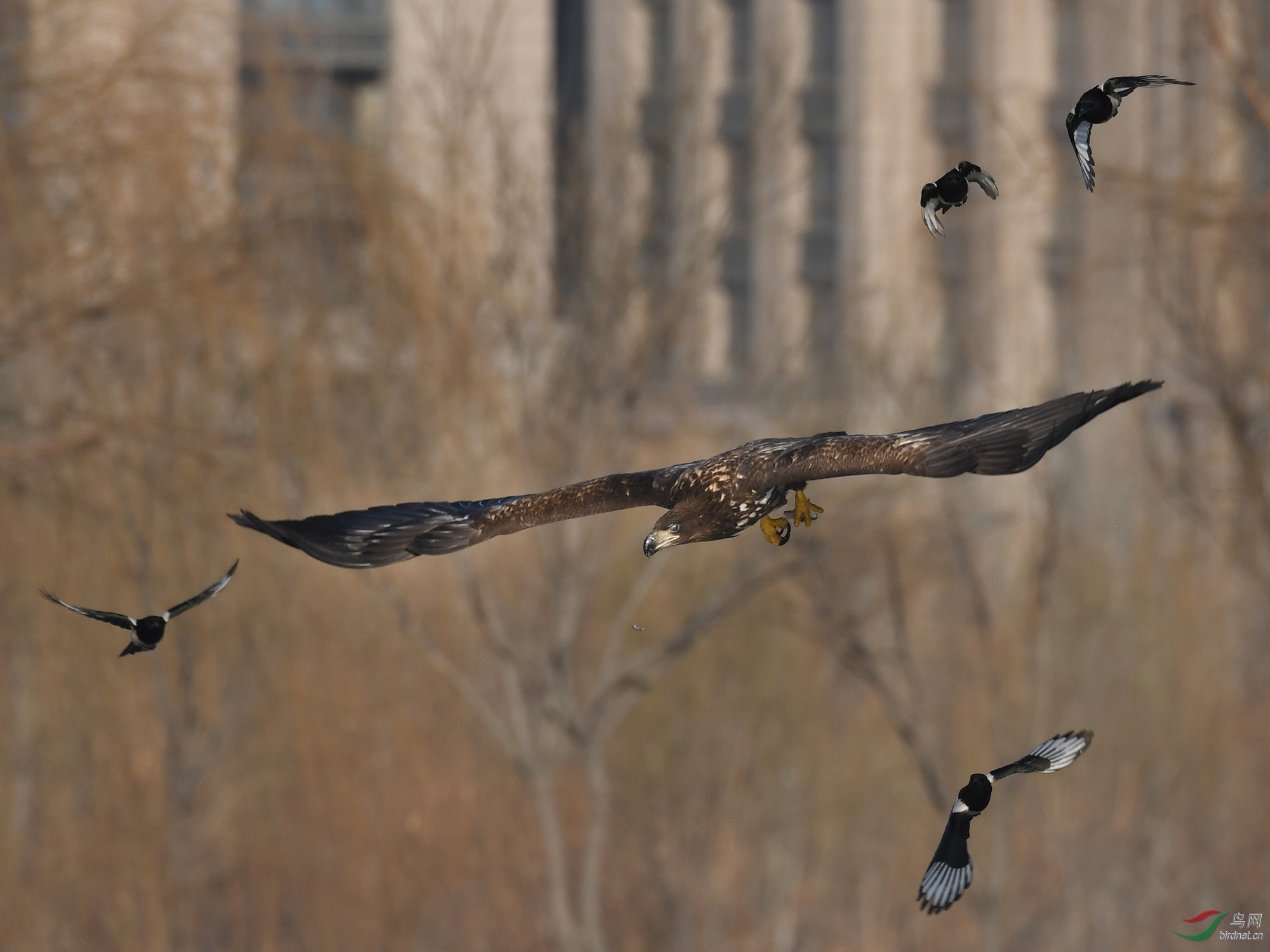 ������Ӱ 337����.jpg