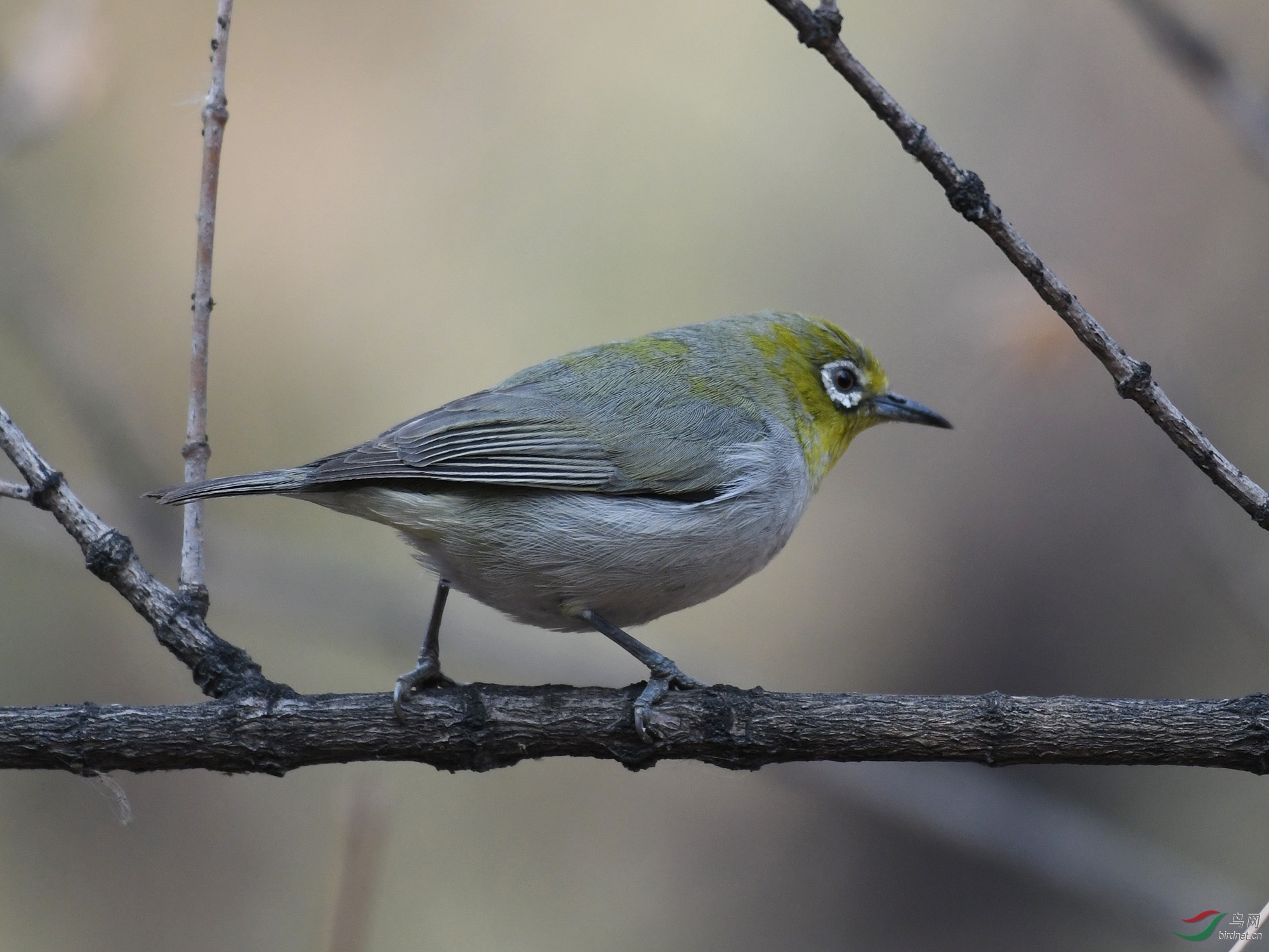 ������Ӱ 109����.jpg