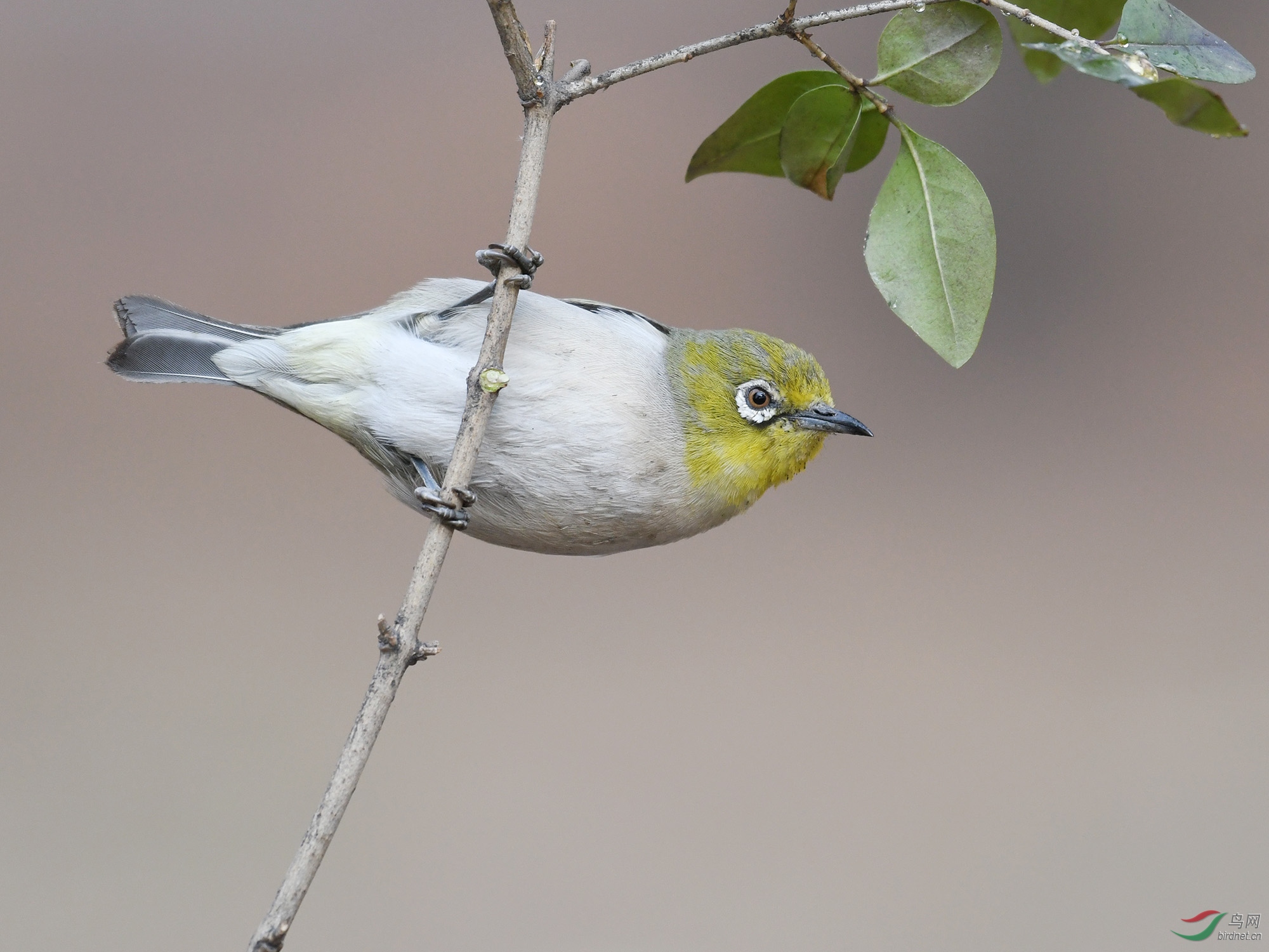 ������Ӱ 676����.jpg