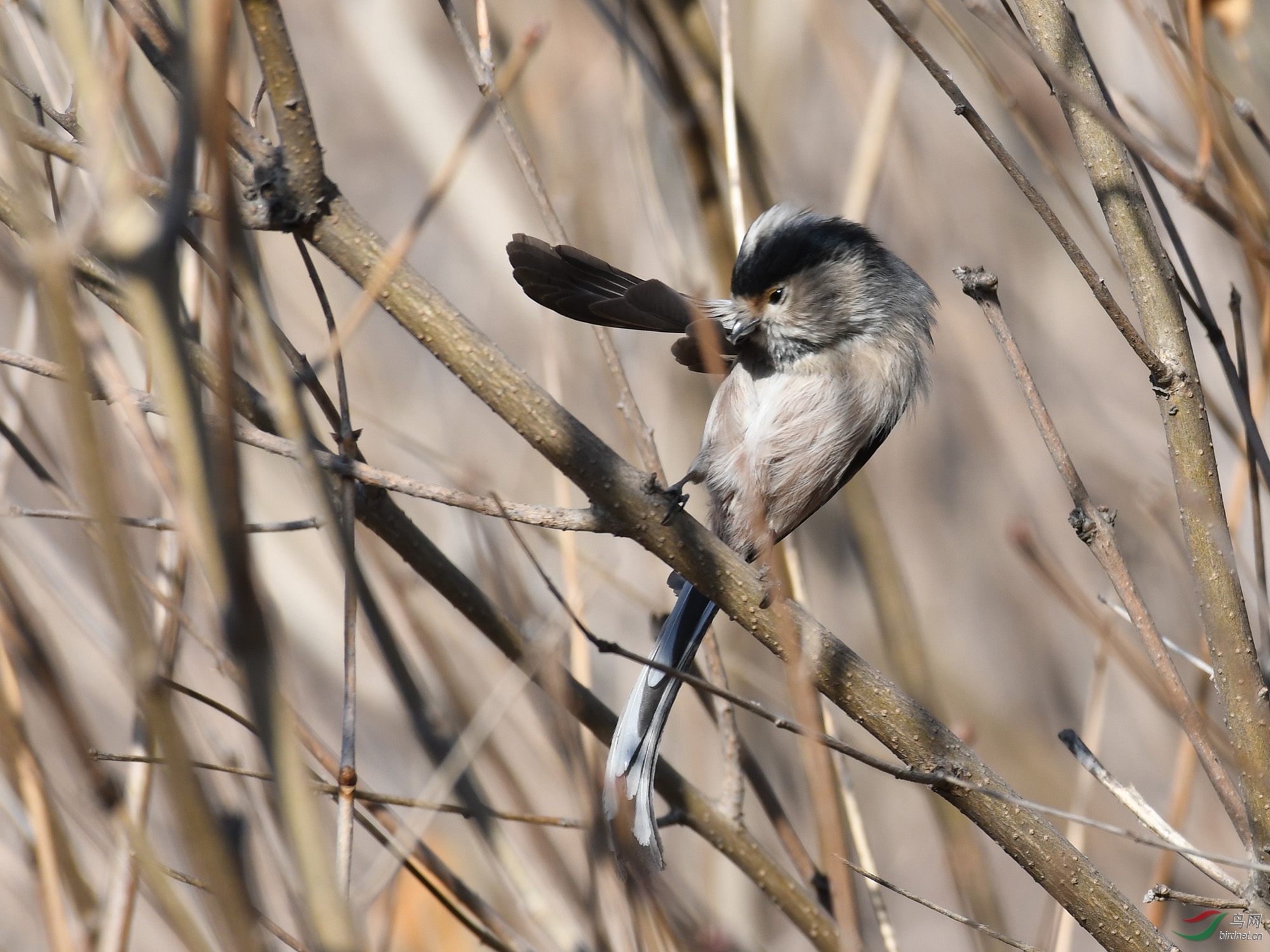 ������Ӱ 187����.jpg