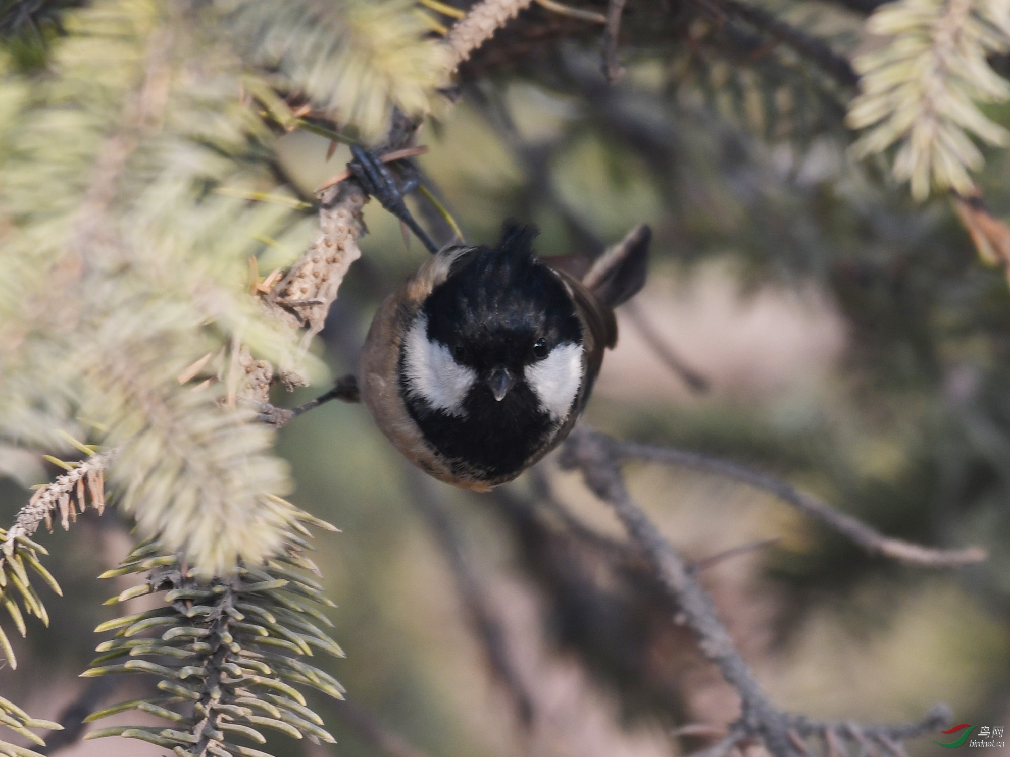 ������Ӱ 1267����.jpg